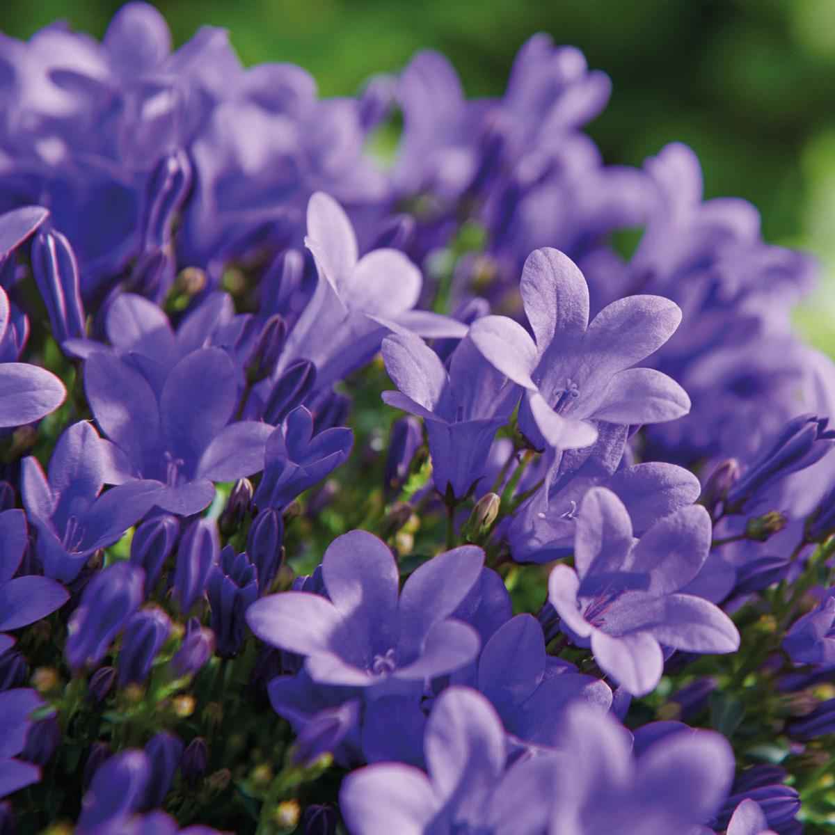 Image of Campanula Addenda Ambella lila 6er Set – Glockenblume violett Topfgröße 12cm – winterhart, lang blühend – Bodendecker für ca.1m²-3