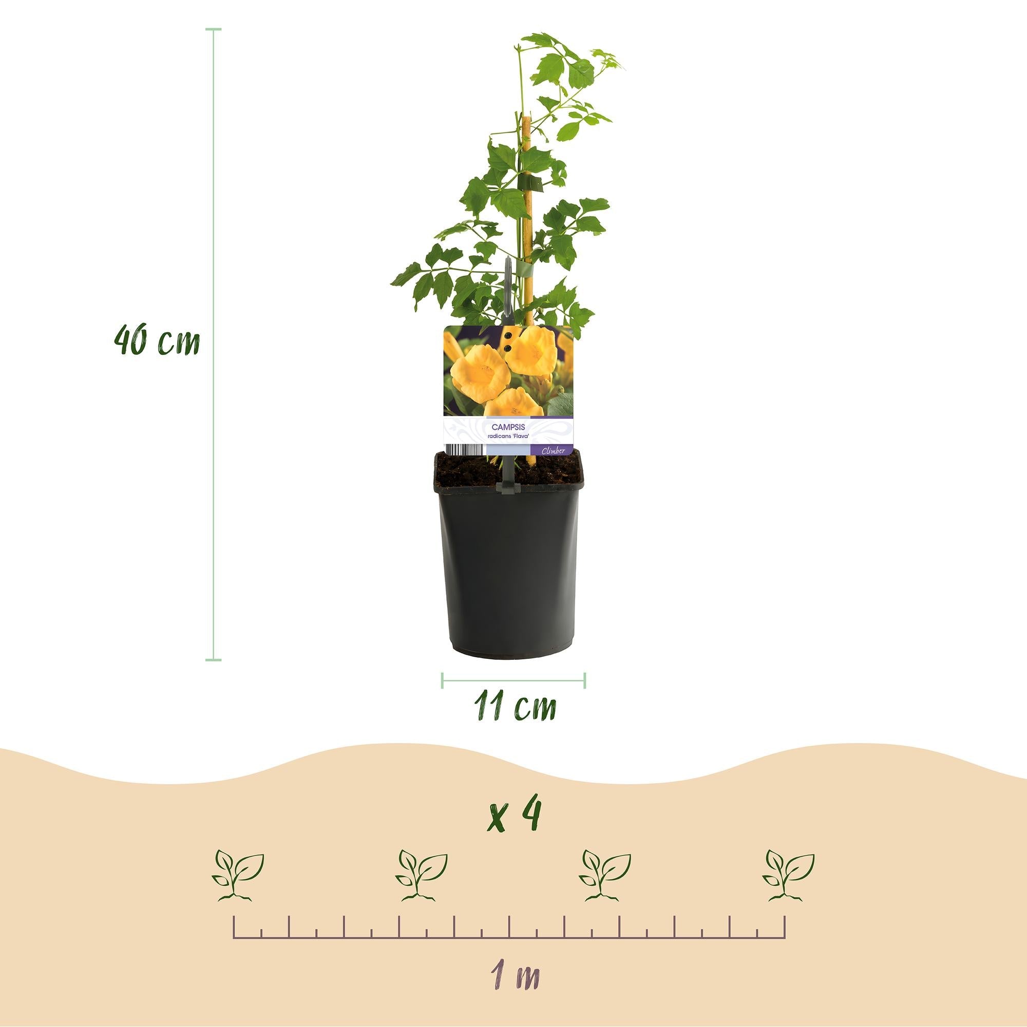 Image of Trompetenblume Campsis radicans ‘Flava’ – 2 Pflanzen – Gelbblühende Kletterpflanze – Schnellwüchsig & pflegeleicht – Ideal für Zaun, Wand & Pergola-3
