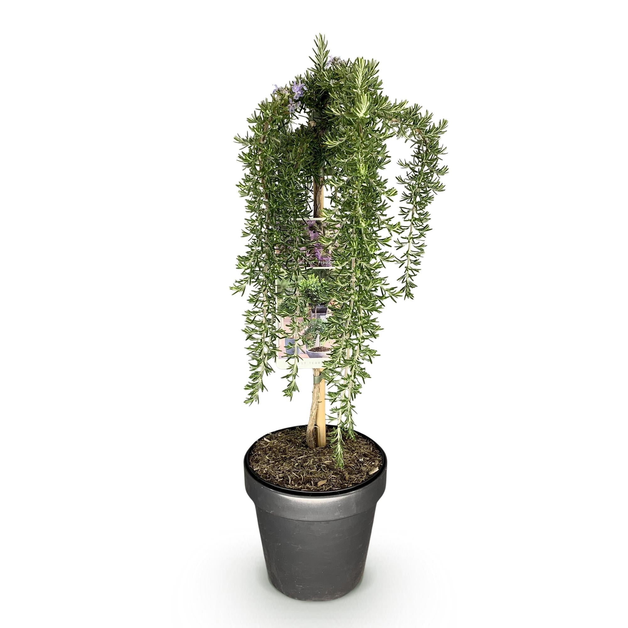 Image of Rosmarin Rosmarinus officinalis Prostratus – 19cm Höhe ca.90cm – Immergrün & winterhart – Lila Blüte – Duftender Kräuterrosmarin-1