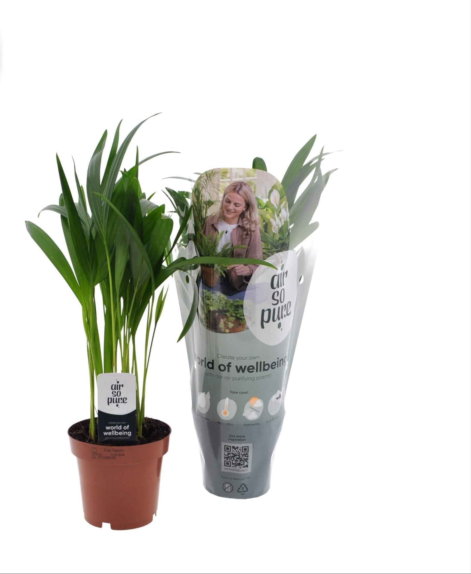 Image of Goldfruchtpalme – Dypsis Lutescens – Zimmerpflanze – Ø12cm Topf – Ca. 40cm hoch – Pflegeleichte Mini – Palme mit tropischem Flair-0