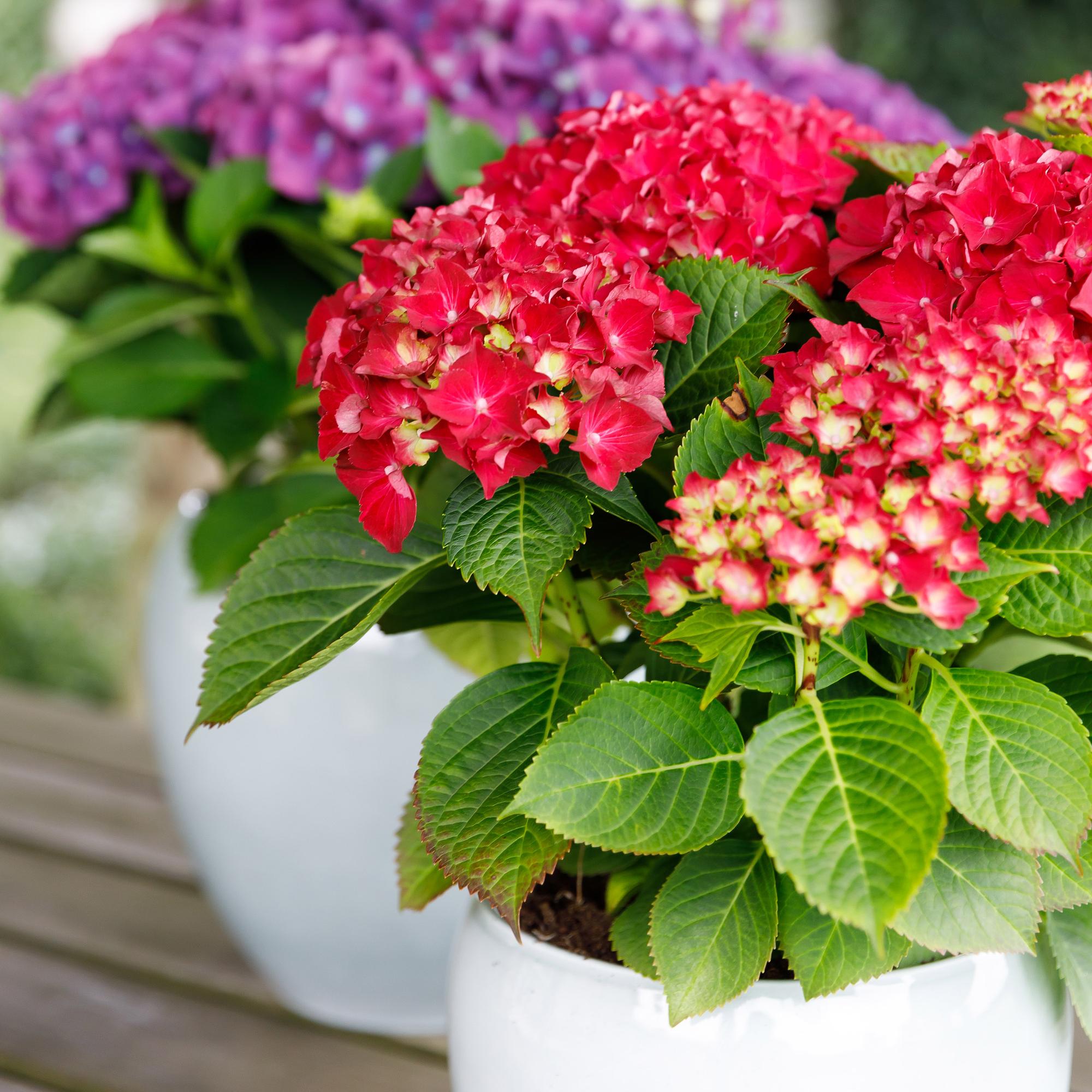 Image of Hortensie Forever & Ever – Rot – 2 Pflanzen – Hydrangea macrophylla – Je im 23cm Topf – Ca. 55cm hoch – 7-12 Blüten – Langanhaltende Blüte-3