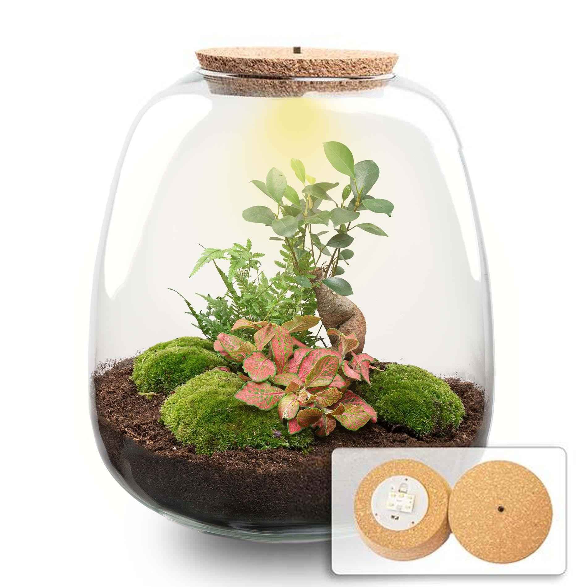 Image of Flaschengarten Emma – Bausatz mit LED – Korkdeckel – Ø23cm ↕25cm – DIY Pflanzenterrarium mit Ficus Ginseng Bonsai, Farn & Fittonia Ruby Lime-0