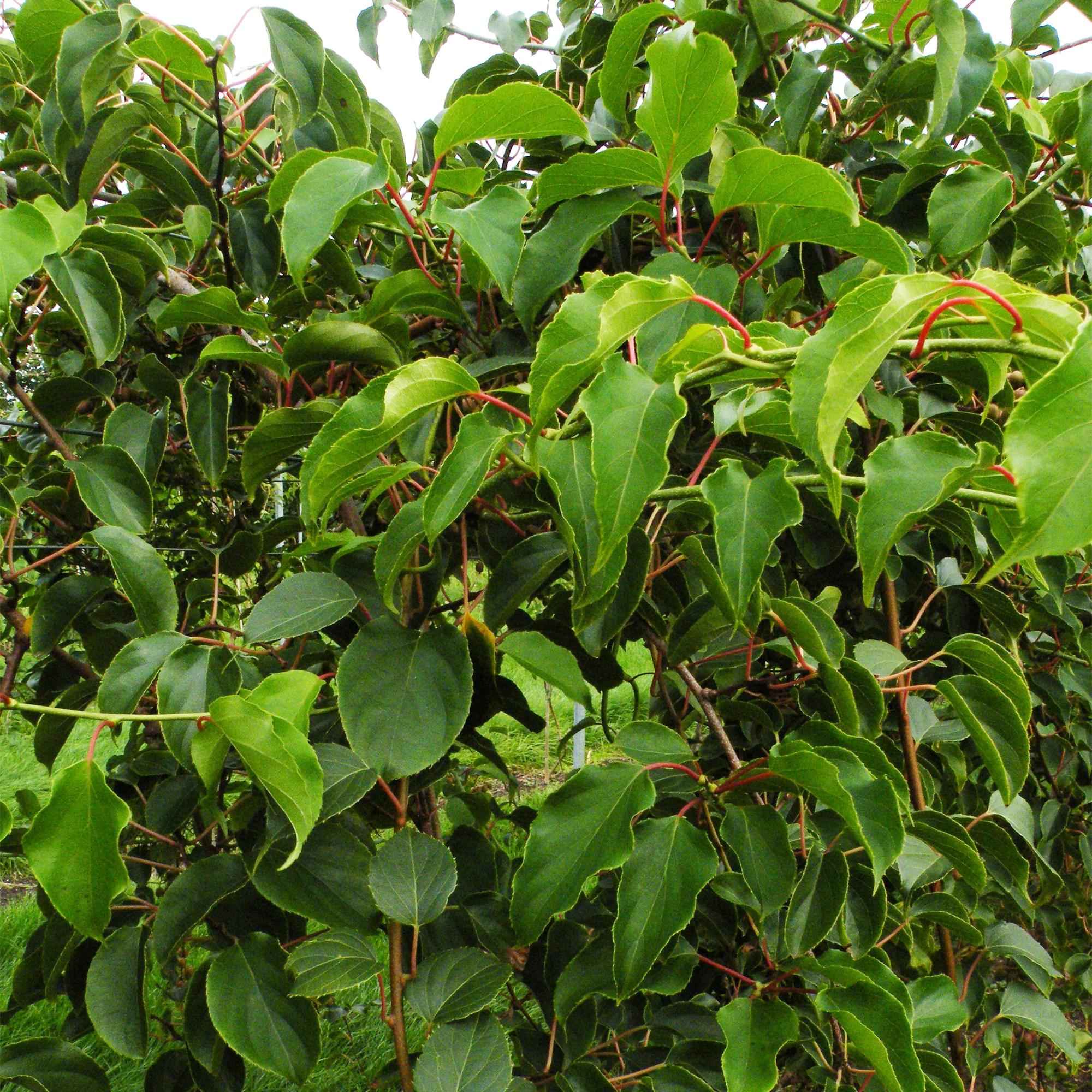 Image of Kiwi Pflanze männlich Actinidia arguta Weiki 50cm 15cm winterhart Kletterpflanze zur Bestäubung für Mini Kiwi Hardy Kiwi Garten Balkon Terrasse-3
