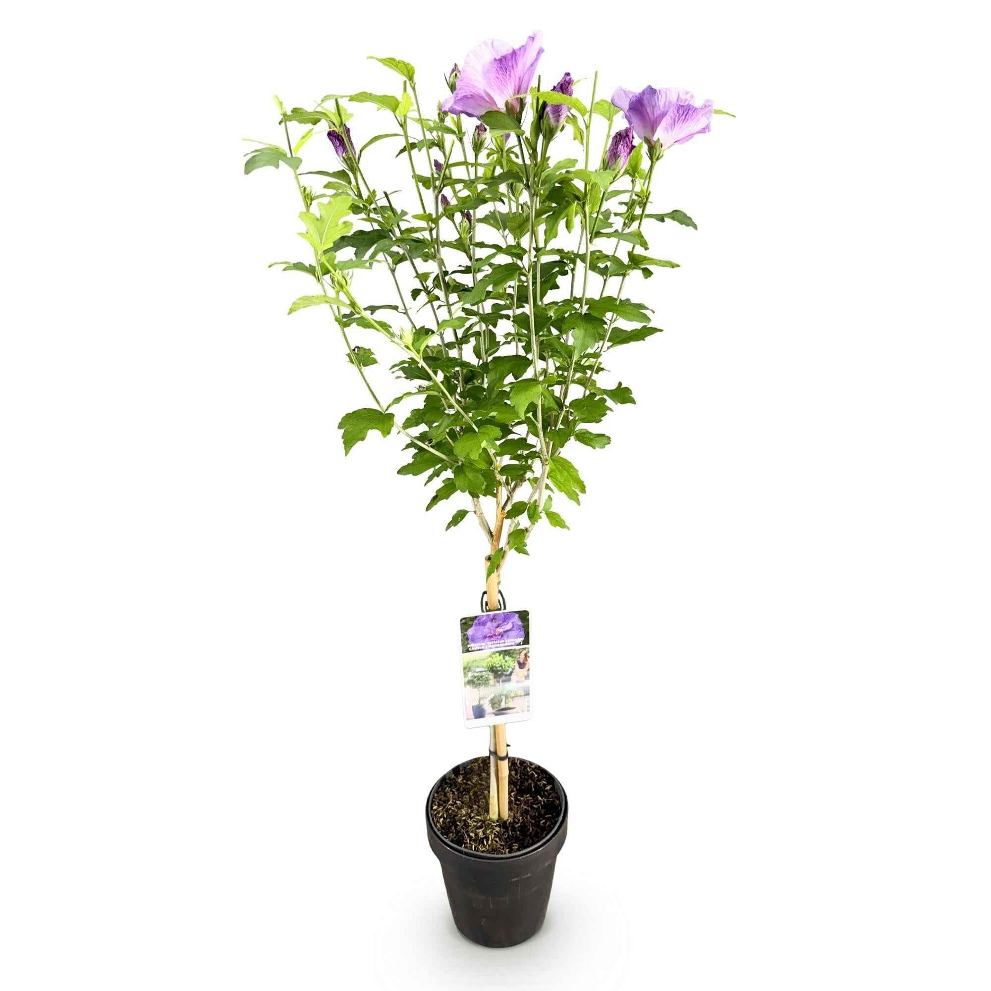 Image of Hibiscus syriacus Lavender Chiffon – Stamm – Pflanze Ø19cm – ca. 90cm hoch – Winterharte Terrassen – & Balkonpflanze – Lila gefüllte Blüten