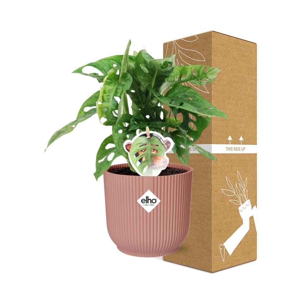 Image of Fensterblatt – Monstera ‘Monkey Leaf’ im Topf Vibes Fold 14cm – Zimmerpflanze im Dekotopf Rose – Pflegeleicht & luftreinigend-3