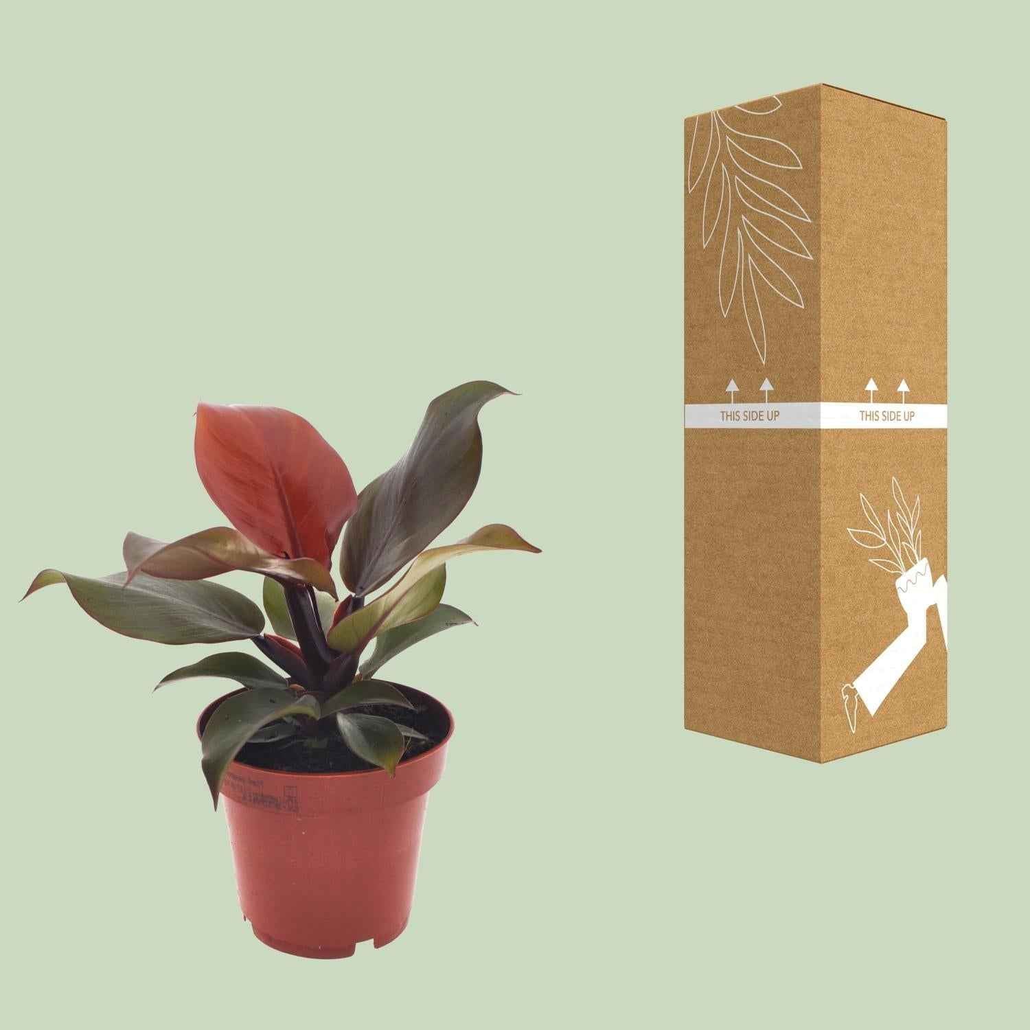 Image of Philodendron Imperial Red – Ø12cm – ↕25cm – Tropische Zimmerpflanze – Luftreinigend & dekorativ – Pflegeleicht
