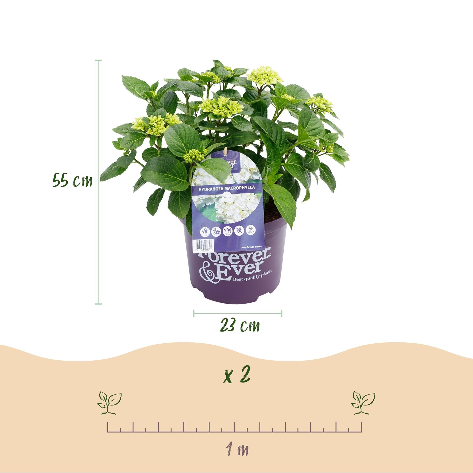 Image of Hydrangea Forever & Ever Weiß – Hortensie Ø23cm – ↕55cm – 2 Pflanzen – Winterhart & reichblühend – Balkon & Garten – 7-12 Blüten-2
