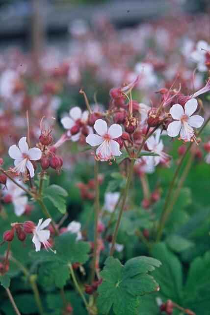 Image of Felsen – Storchschnabel Geranium macrorrhizum 'Spessart' – Winterharter Bodendecker – 60 Pflanzen – Ø9cm – Höhe 10-25cm – Weiße Blüten & grünes Laub