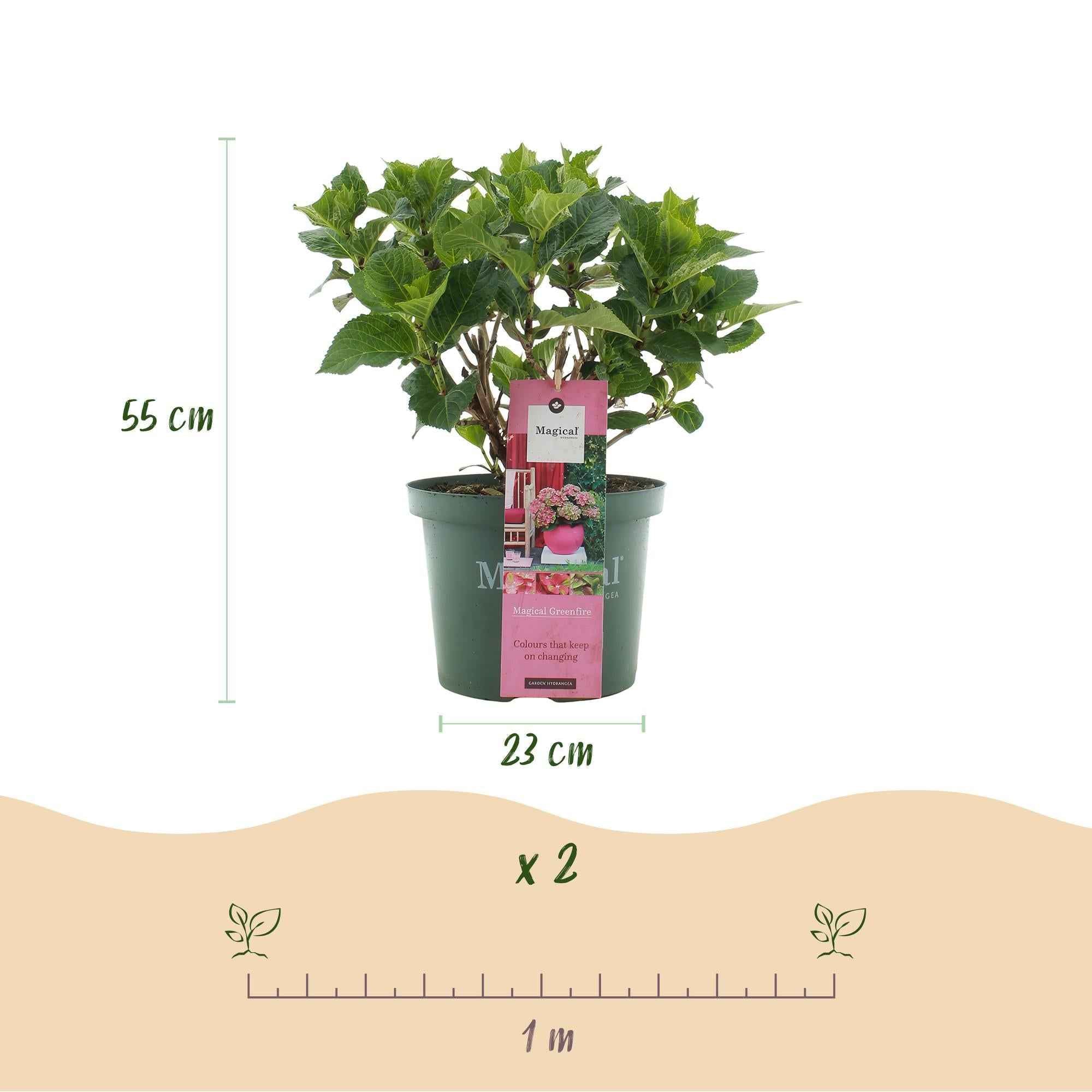 Image of Hortensie Magical Green Fire – Hydrangea macrophylla – Rosa – Grün – Balkonpflanze – Im 23cm Topf – Ca. 55cm hoch – 6-10 Blüten – Pflegeleicht-3