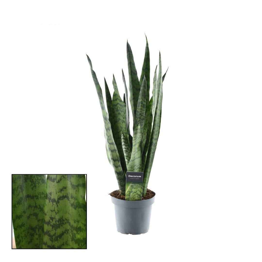 Image of Sansevieria Zeylanica – Bogenhanf – Zimmerpflanze – Ø14cm – ↕55cm – Pflegeleicht & luftreinigend – Für Schlafzimmer, Wohnzimmer & Büro-0