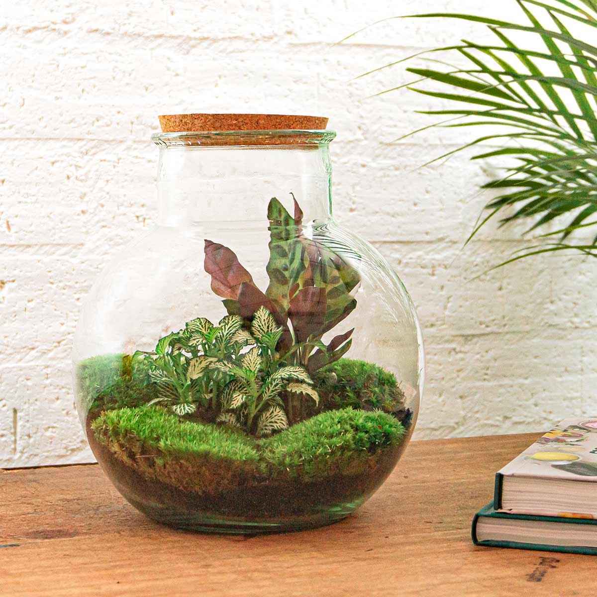 Image of Flaschengarten Teddy – DIY Bausatz Terrarium – ↕26,5cm – Do – It – Yourself Pflanzen – Set im Glas mit Kork – Autarkes Mini – Ökosystem-2