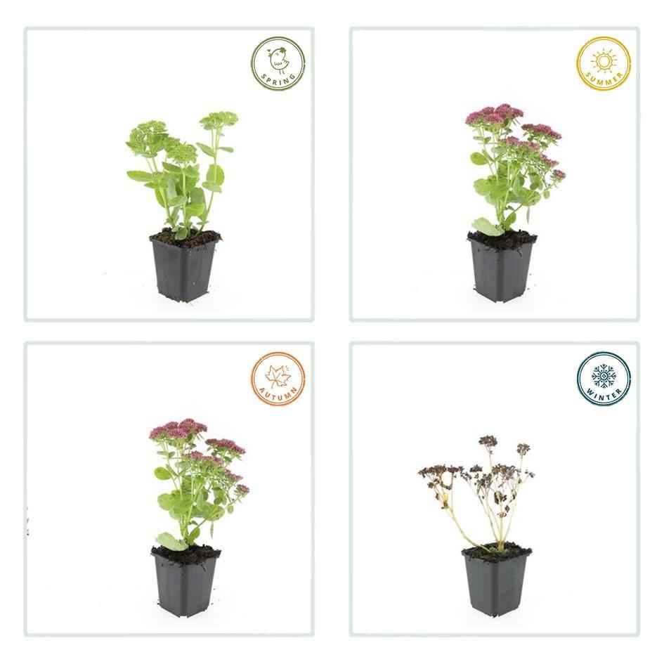 Image of Große Fetthenne Sedum 'Herbstfreude' – 24 Pflanzen – ↕10-25 cm – Ø9 cm – Winterharte Sukkulente – Trockenheitsresistent – Bienfreundlicher Bodendecker-4