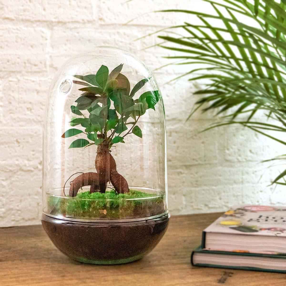 Image of Flaschengarten Egg XL Bonsai – DIY Bausatz Terrarium – ↕30cm – Do – It – Yourself Pflanzen – Set im Glas mit Korkdeckel – Autarkes Mini – Ökosystem