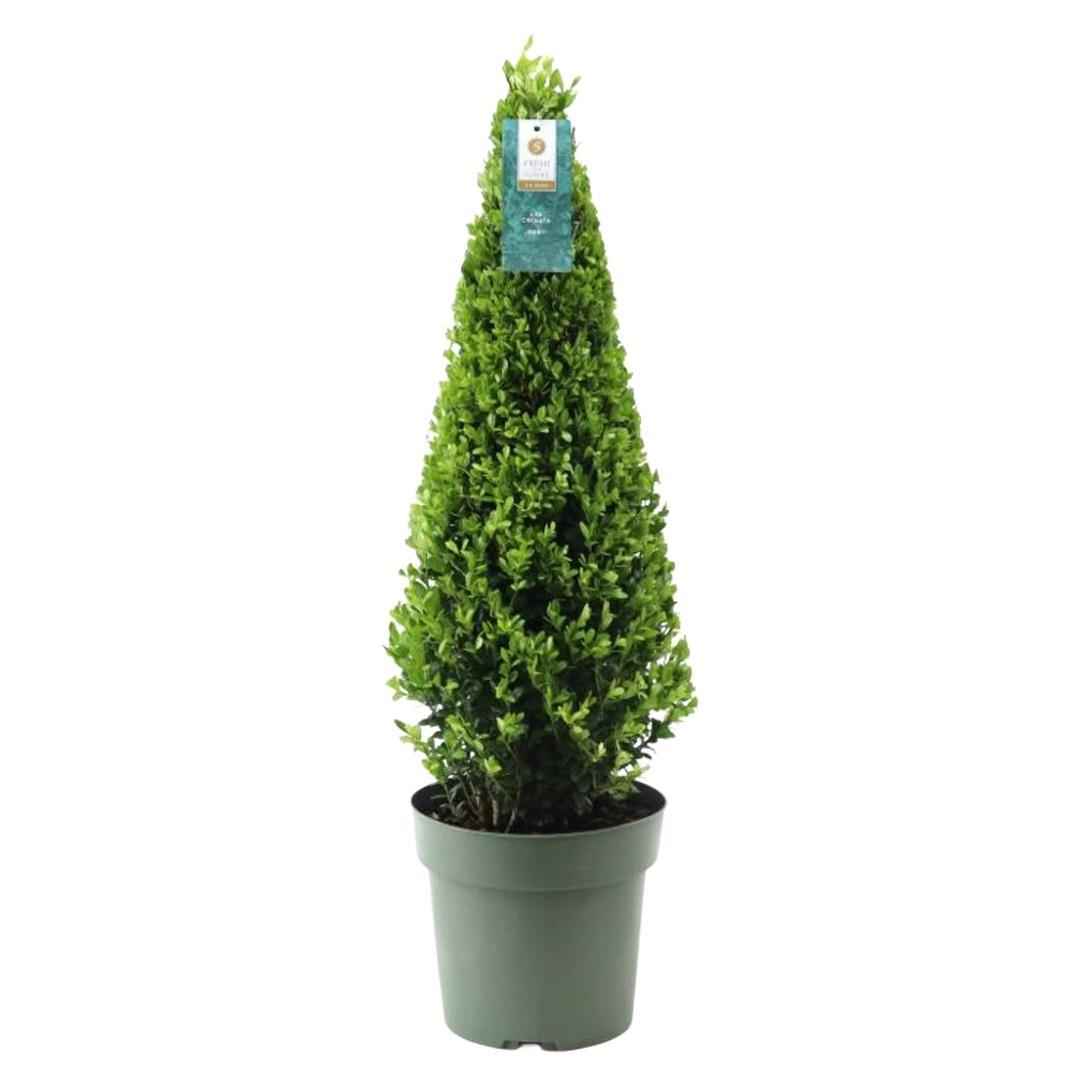 Image of Stechpalme Ilex crenata Pyramide – ↕55cm – Ø21cm – Immergrüner, winterharter Buchsbaum – Ersatz für Garten, Terrasse & Topf