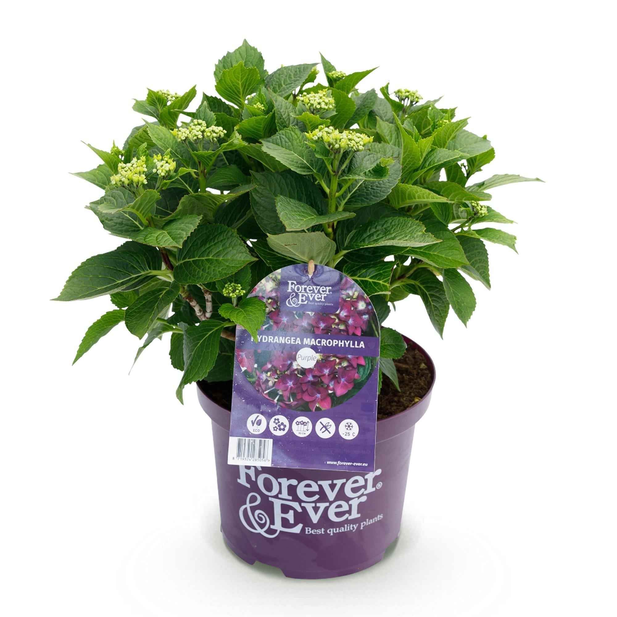 Image of Hortensie Forever & Ever Lila – Hydrangea macrophylla – Lila – Balkonpflanze – 23cm 55cm hoch – 7-12 Blüten – Für Balkon, Terrasse & Beet-1