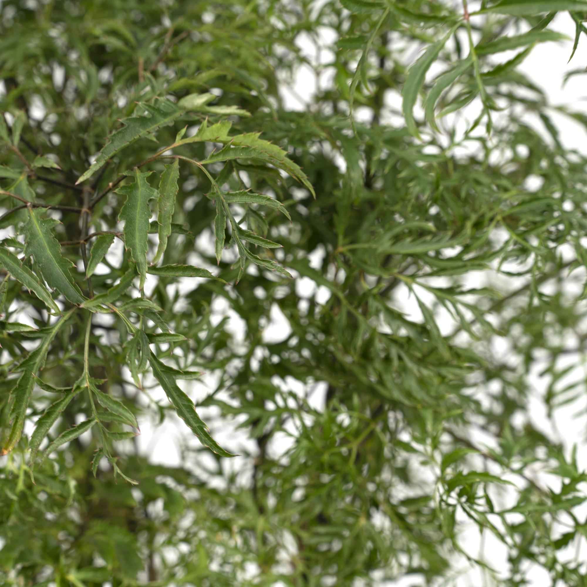 Image of Polyscias Fruticosa – Aralia Zimmerpflanze – Ø21cm – ↕75cm – Tropische Grünpflanze mit feinem, filigranen Laub – Pflegeleicht & luftreinigend