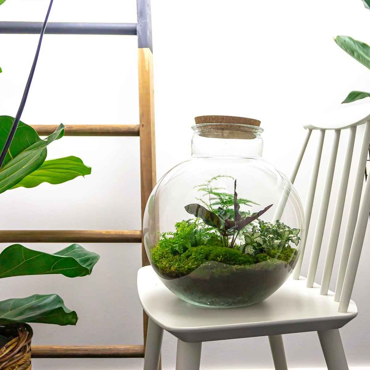 Image of Flaschengarten DIY Bausatz Bolder Bob – Terrarium Ø31cm x H30cm – Do – It – Yourself Pflanzterrarium – Autarkes Mini – Ökosystem-2