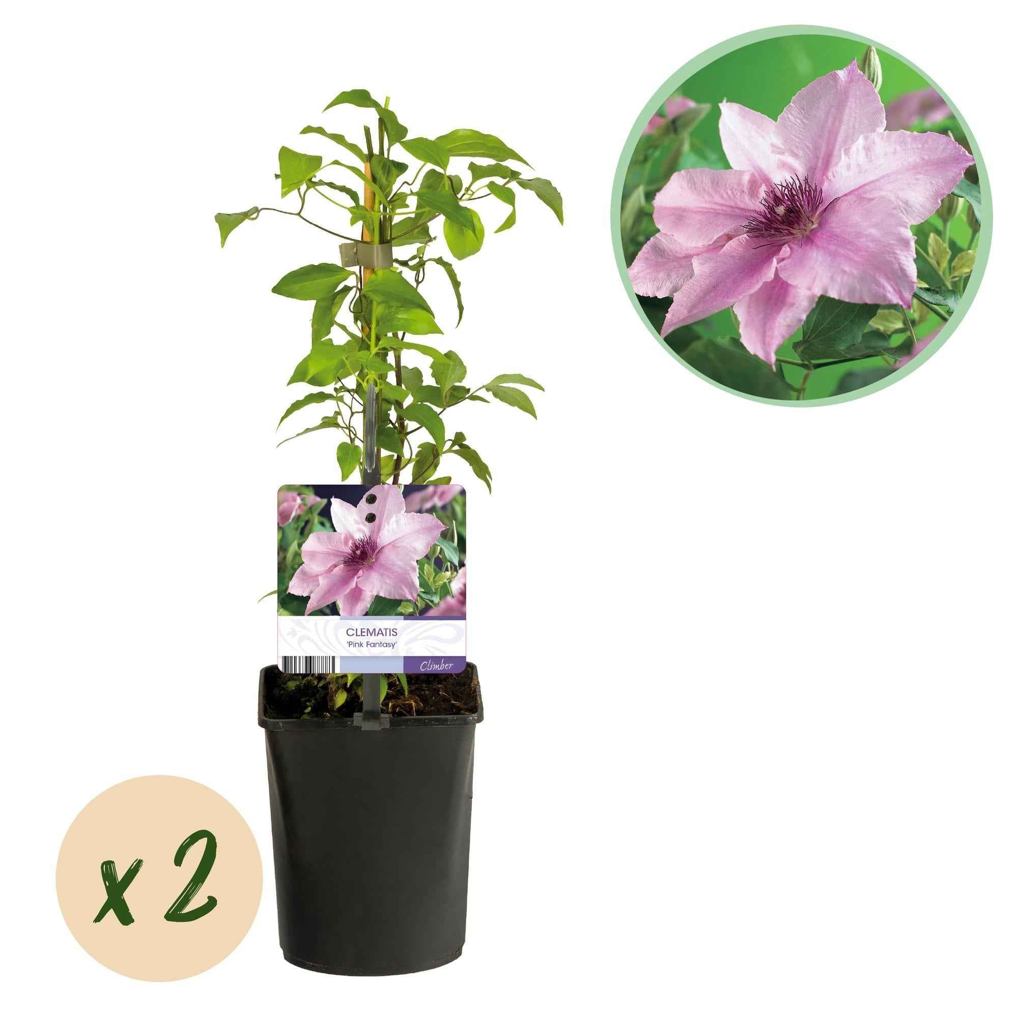 Image of Kletterpflanze Clematis Pink Fantasy – Rosa Blüten – Wenig Pflege – 2 Pflanzen – 11cm Höhe 40cm – Für Garten, Terrasse & Pergolen-1