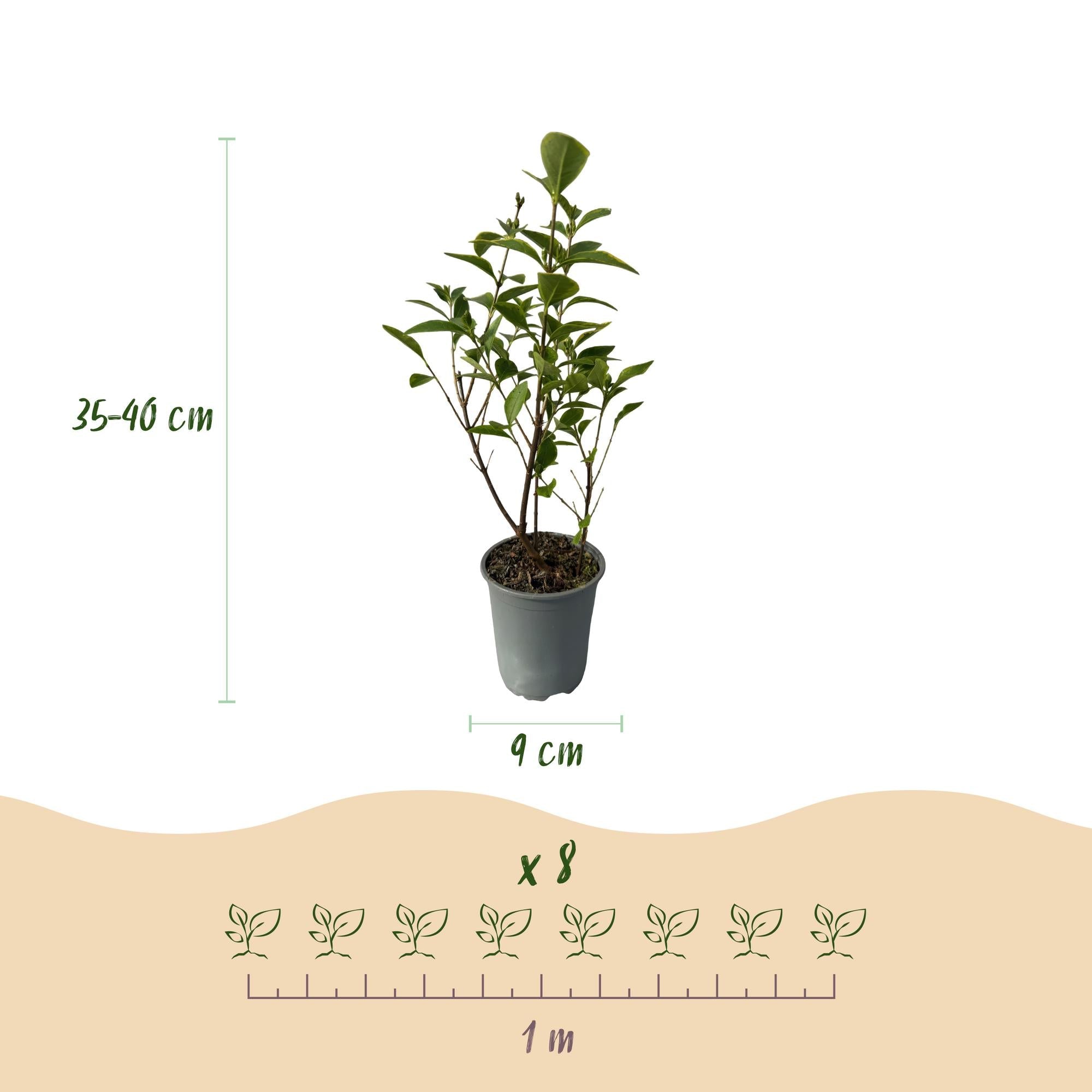 Image of Ovalblättriger Liguster Ligustrum ovalifolium Aureum – Immergrüne Heckenpflanzen – 8 Pflanzen – 1m – 9cm Höhe 35-40cm – Gelb – Grün – Pflegeleicht-2