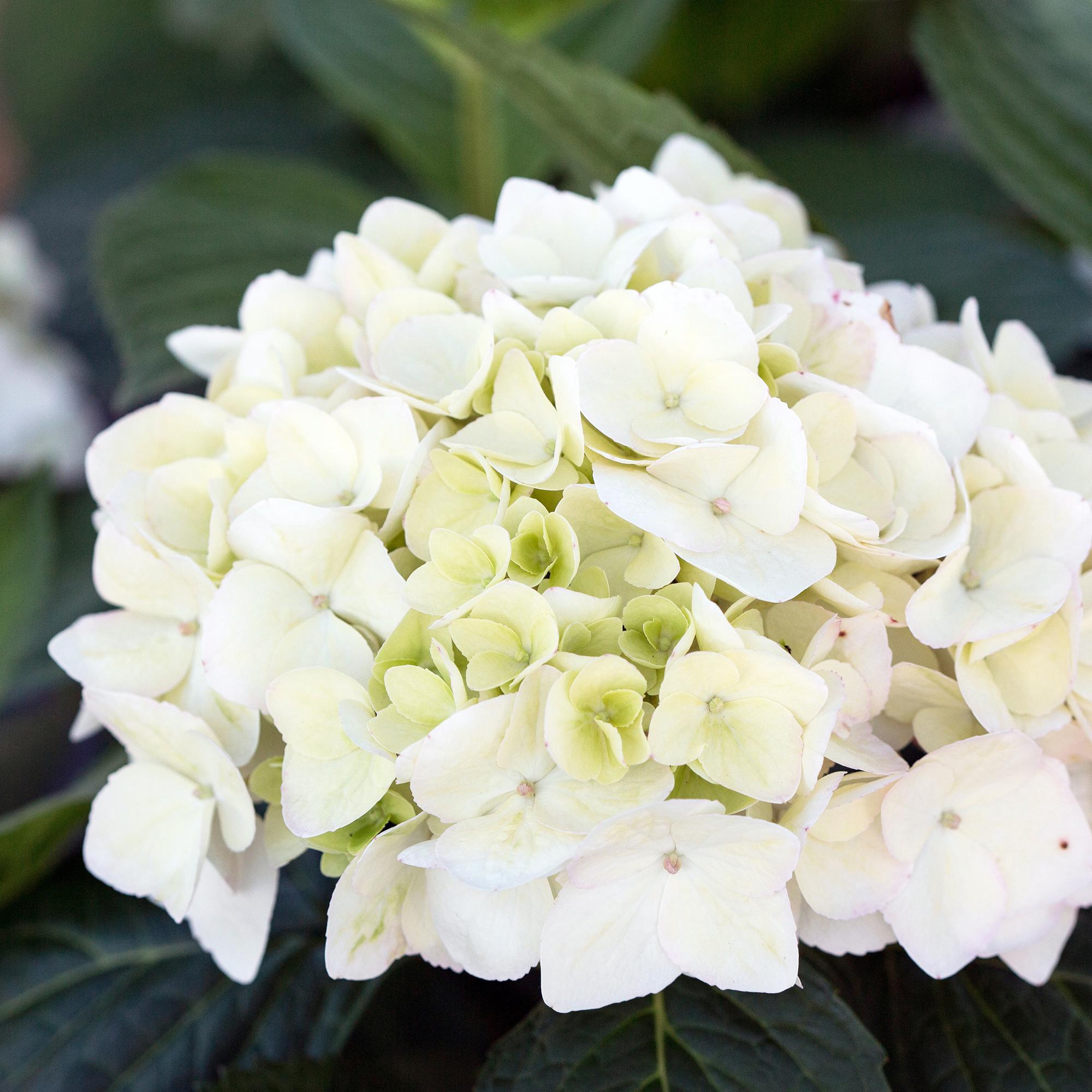 Image of Hortensie Hydrangea Endless Summer The Bride winterhart weiß 14cm 20-25cm für Garten Balkon Terrasse Beet blühender Zierstrauch pflegeleicht-4