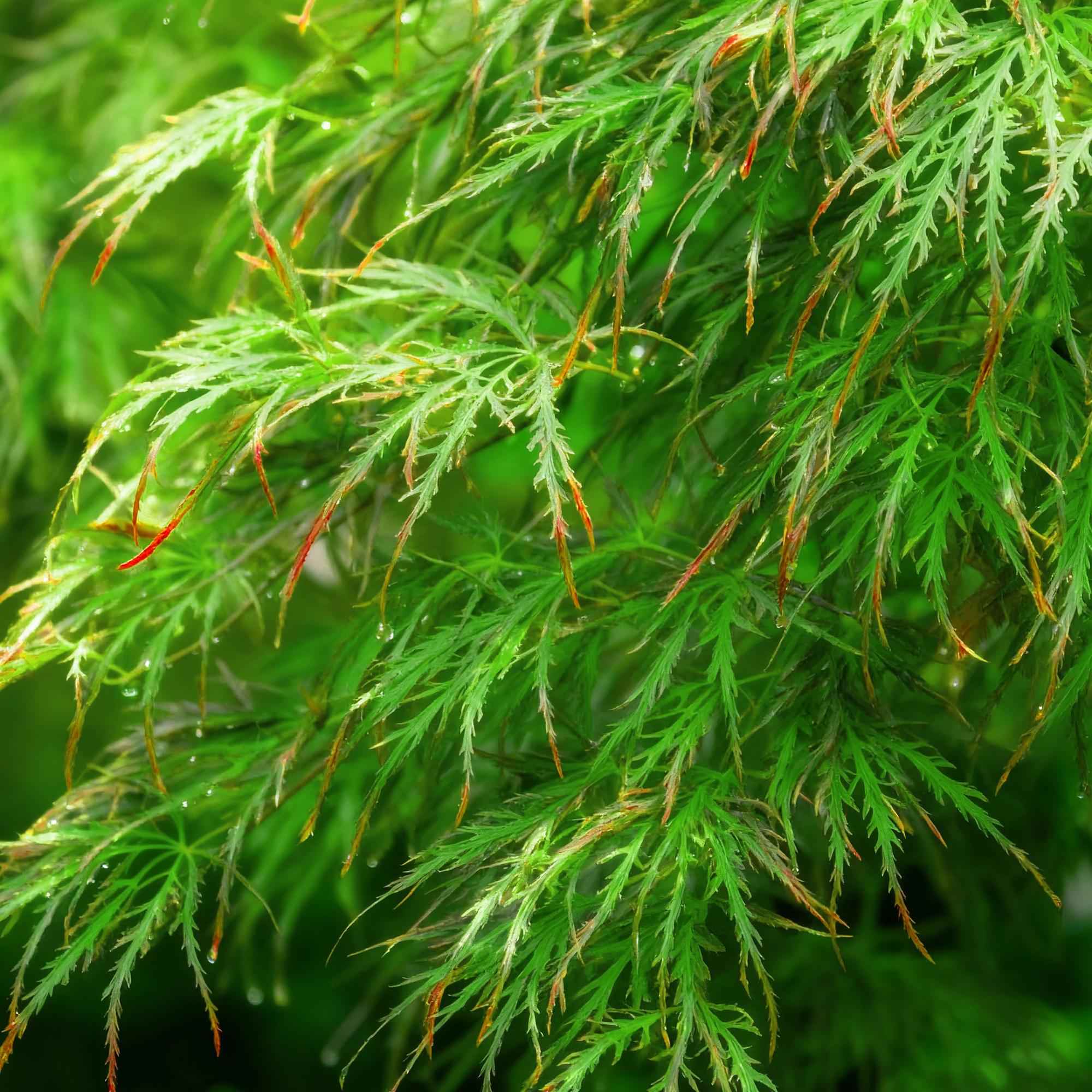 Image of Ahorn Acer palmatum Emerald Lace – 12cm Höhe ca.35cm – Fein gefiedertes grünes Laub & elegante Struktur – Laubabwerfend & pflegeleicht-1