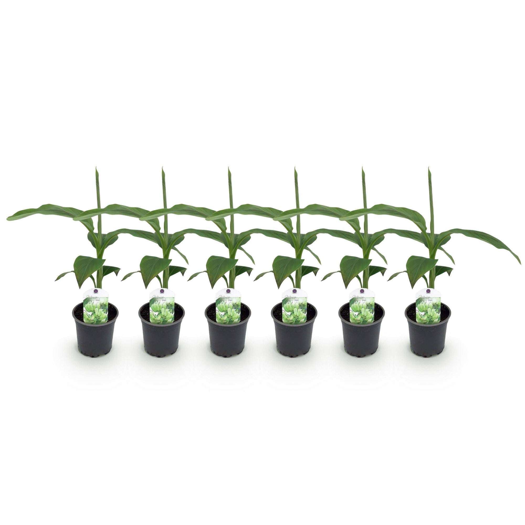 Image of Bananenpflanze Musa Basjoo – 2 Pflanzen – Winterhart – Obstpflanze – Ø12cm, Höhe ca. 30cm – Exotische Gartenbanane für Beet, Terrasse & Balkon-6