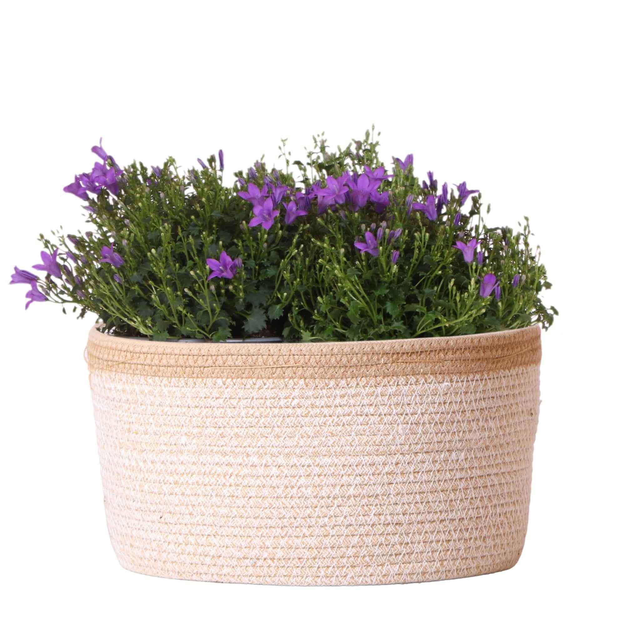 Image of Campanula Addenda Ambella Intense Purple 3er Set – Glockenblume lila im Baumwollkorb mit Bewässerungsreservoir – Topfgröße 12cm-0