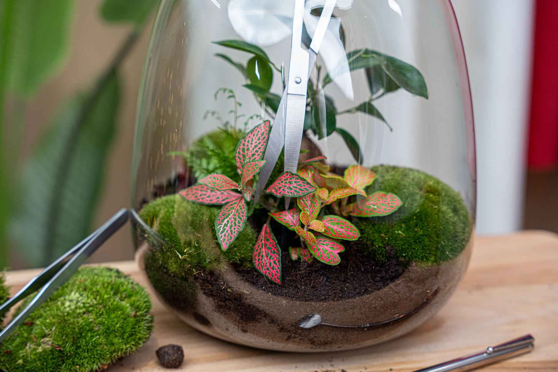 Image of Lange Terrarienschere – Edelstahl – 25cm – Präzisionsschere mit gebogener Klinge – Rostfreie Aquascaping & Pflanzenpflege – Schere-2