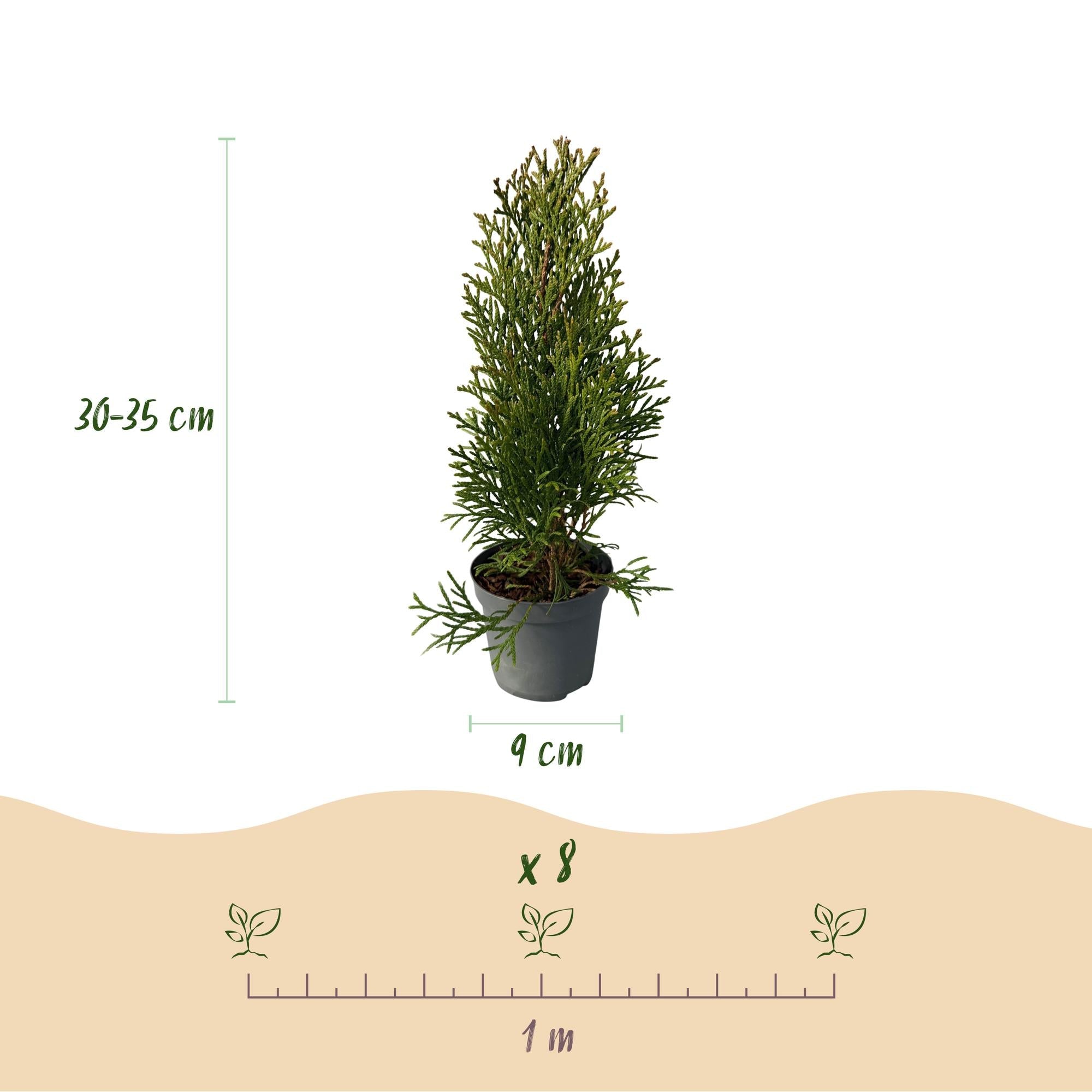 Image of Lebensbaum Thuja occidentalis Smaragd – Immergrüne Heckenpflanze – 8 Pflanzen – 1m – 9cm Höhe 30-35cm – Schnellwachsend & Pflegeleicht-2