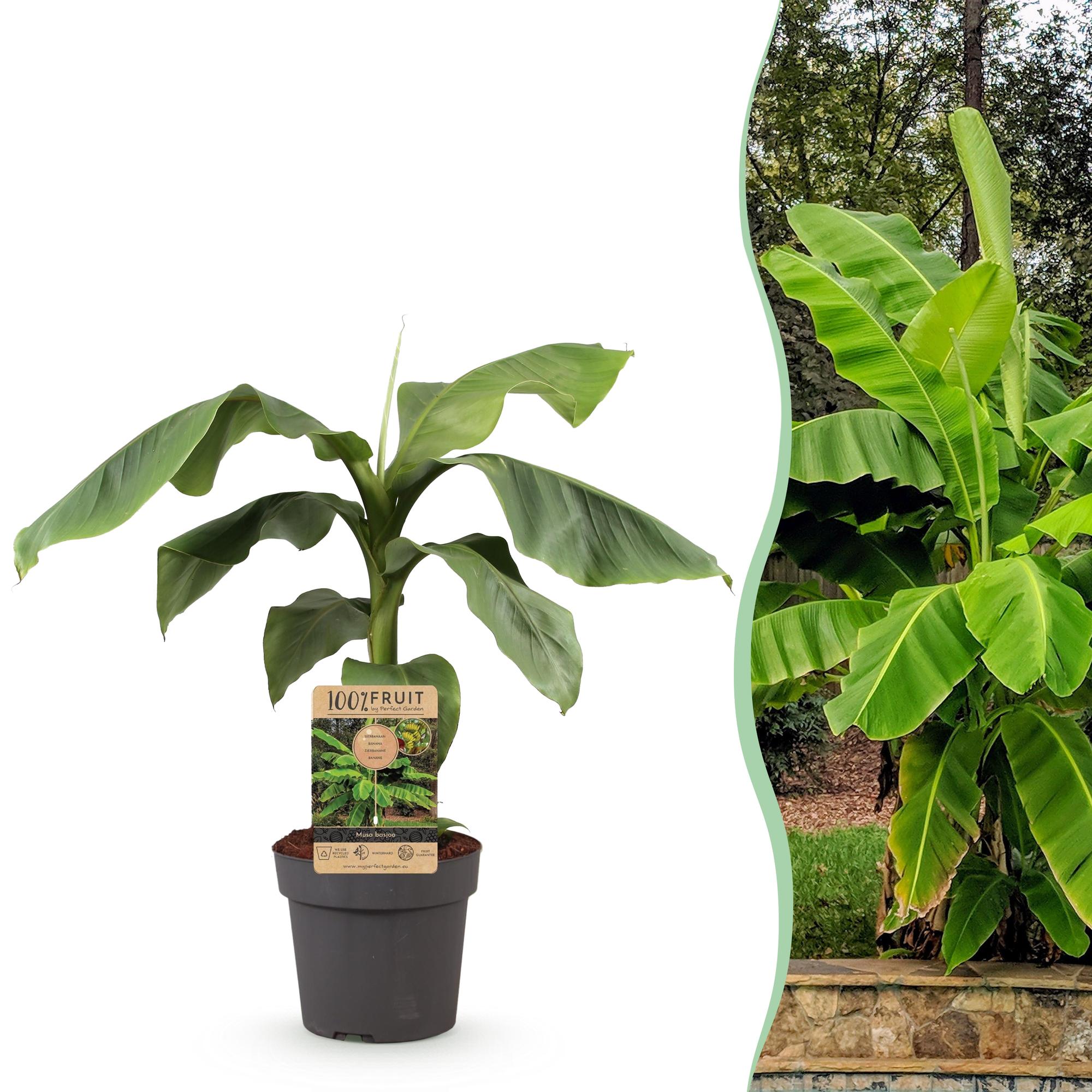 Image of Japanische Faserbanane – Musa Basjoo – Winterharte Bananenpflanze – Ø21cm – Höhe ca. 90cm – Exotische Obstpflanze für Garten & Terrasse-2