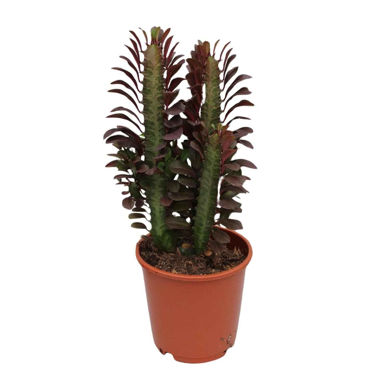 Image of Euphorbia Trigona Rubra – Wolfsmilch – Zimmerpflanze – Ø12cm – ↕40cm – Rote Sukkulente – Pflegeleicht & robust – Für sonnige Innenbereiche-1
