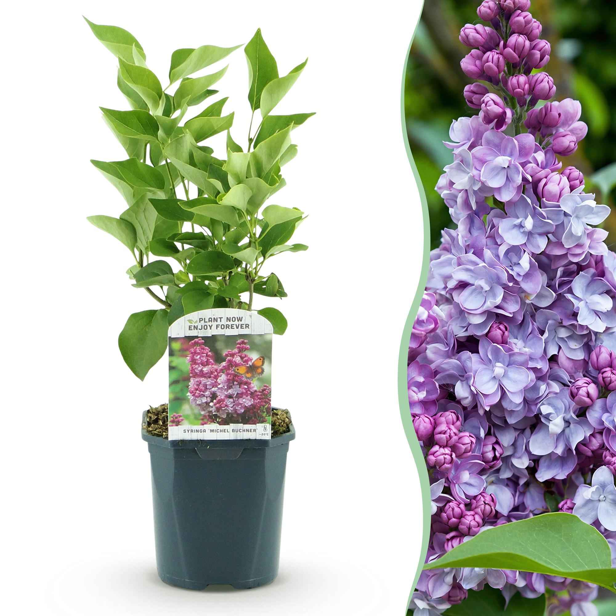 Image of Flieder Syringa vulgaris Michel Buchner 45cm – winterhart rosa bis purpur, duftend – 17cm – Blüte Mai – Juni
