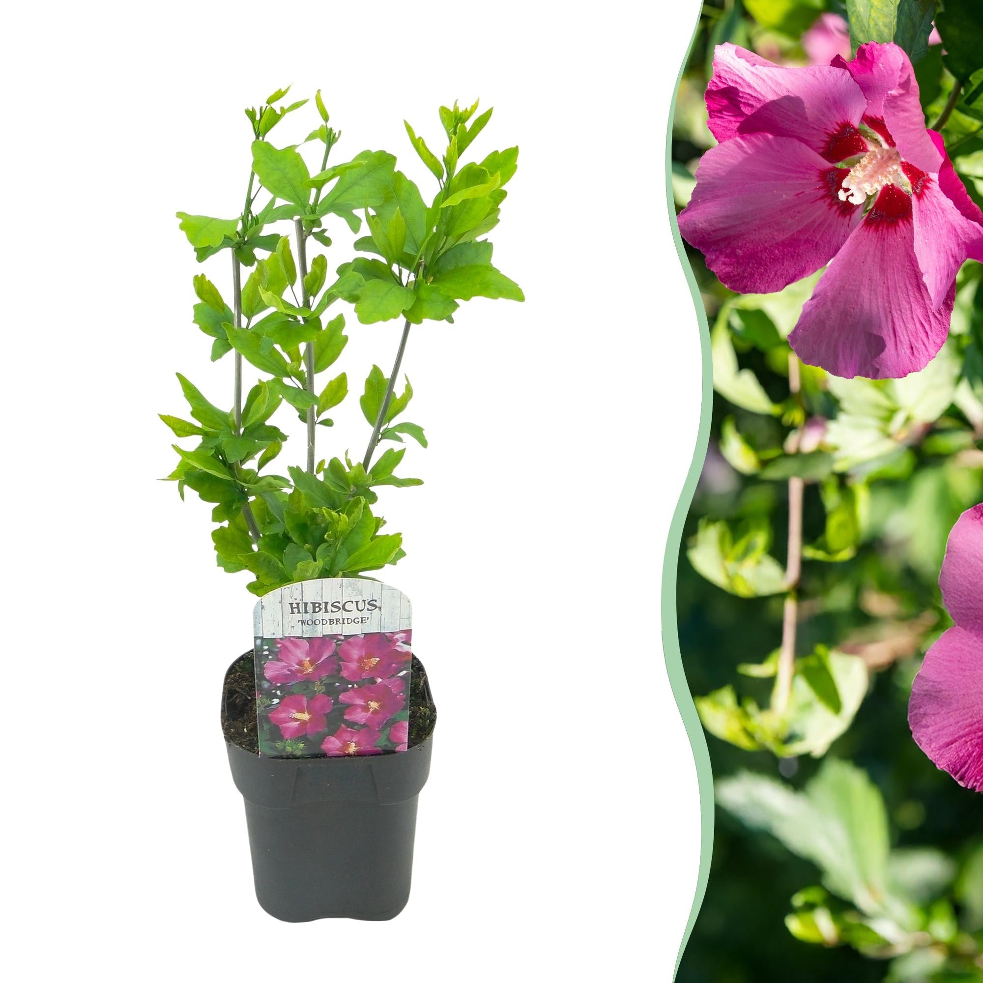 Image of Garteneibisch Hibiscus syriacus Woodbridge – Strauch – Blüte Rosa – Laubabwerfend – Pflegeleicht – 17cm Höhe 45cm – Für Garten & Terrasse-1