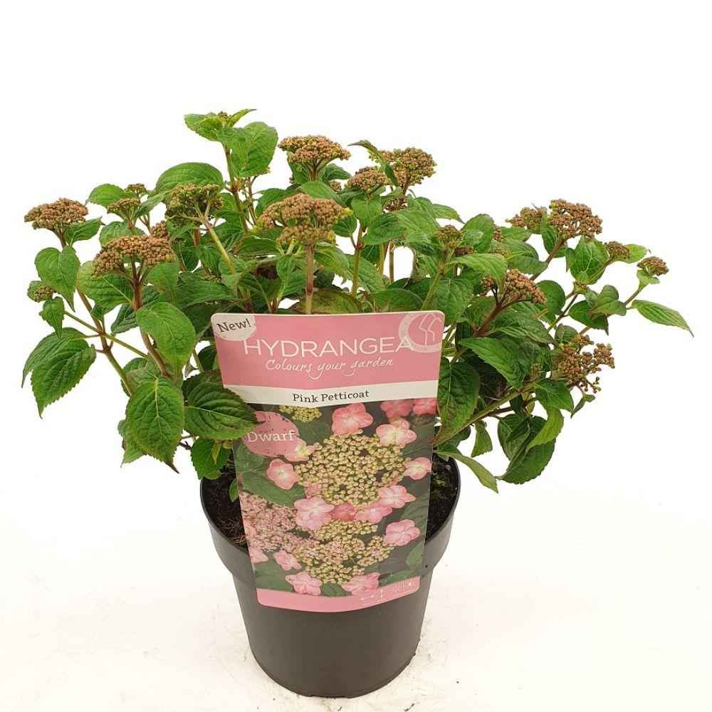 Image of Hydrangea serrata 'Pink Petticoat' – Zierhortensie – Ø19cm – ↕25cm – Kompakte Gartenhortensie mit zartrosa Blüten – Für Beet, Balkon & Kübel