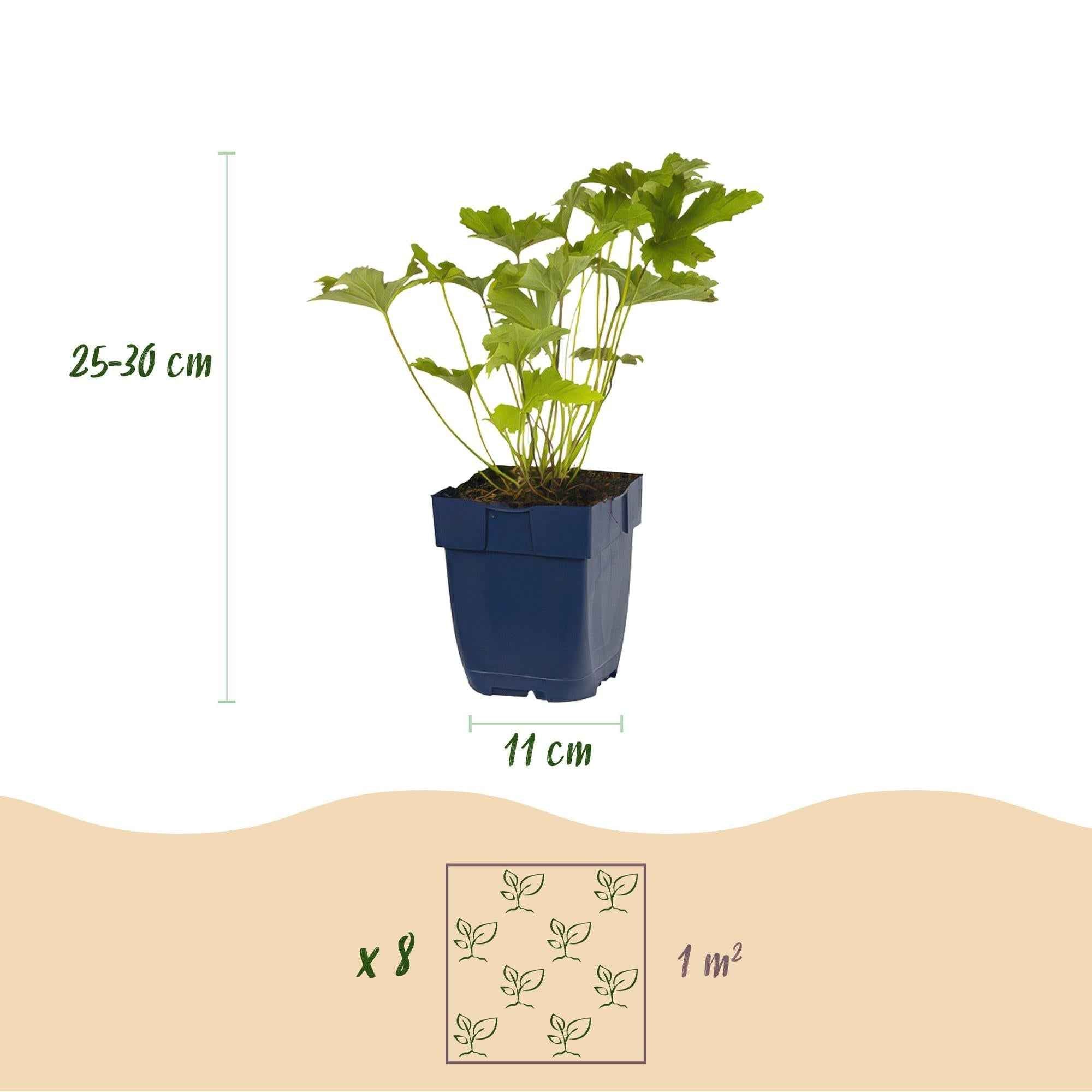 Image of Staudenset – Weiß – 6 weiße Blühstauden – Für 1m² Beet – Pflegeleicht – Eleganter Blütenteppich – Für sonnige Standorte – Ø11cm-2