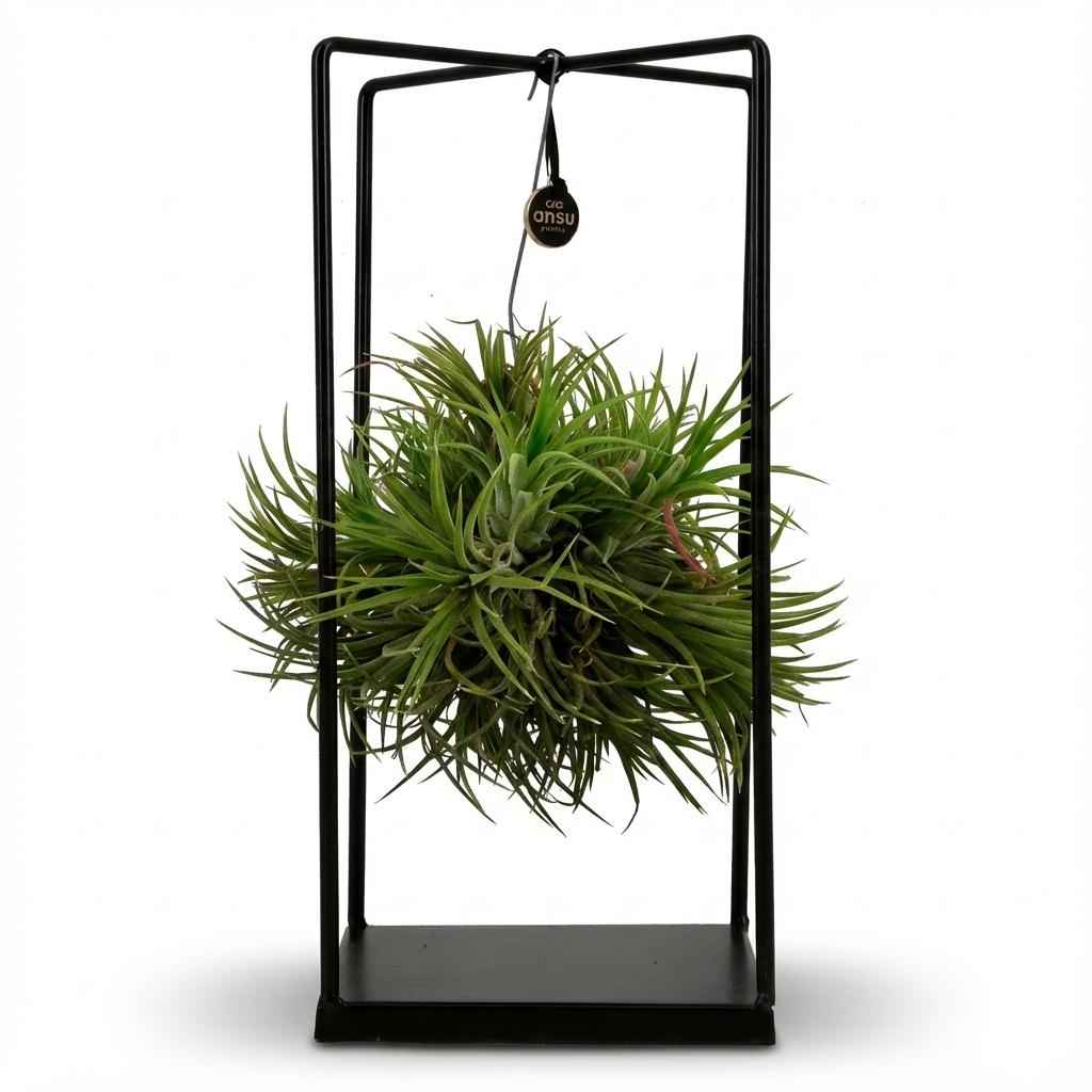 Image of Luftpflanze Tillandsia im Dekor Ø14cm Höhe37cm – Erdefreie Air Plant in dekorativer Schale – Modernes Pflanzen – Dekoobjekt für Wohnraum & Büro-0