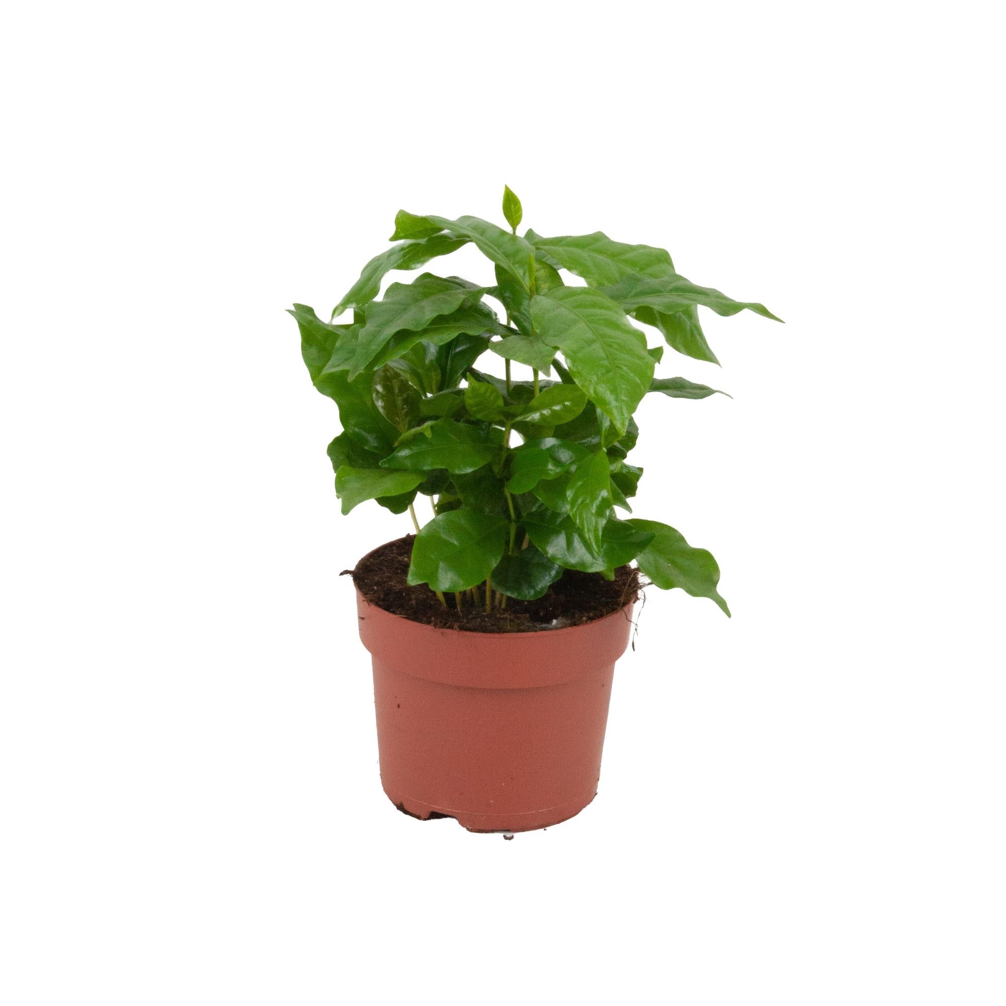 Image of Kaffeepflanze Coffea Arabica Ø12cm Höhe20-25cm – Tropische Zimmerpflanze mit glänzenden Blättern – Dekorative Kaffeepflanze für Wohnraum & Büro-0