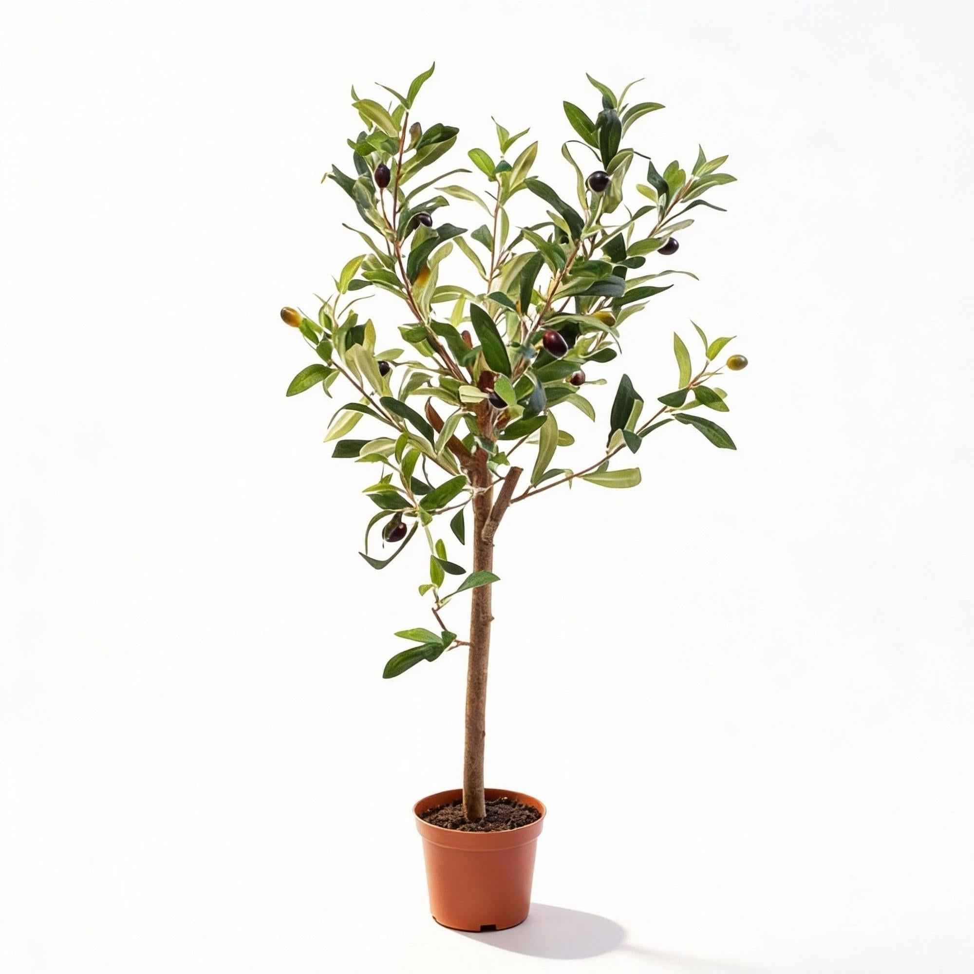 Image of Künstlicher Olivenbaum 65cm – Mediterrane Kunstpflanze – Pflegefreie Dekopflanze – Realistische Blätter – Für Wohnzimmer Balkon Büro Schlafzimmer