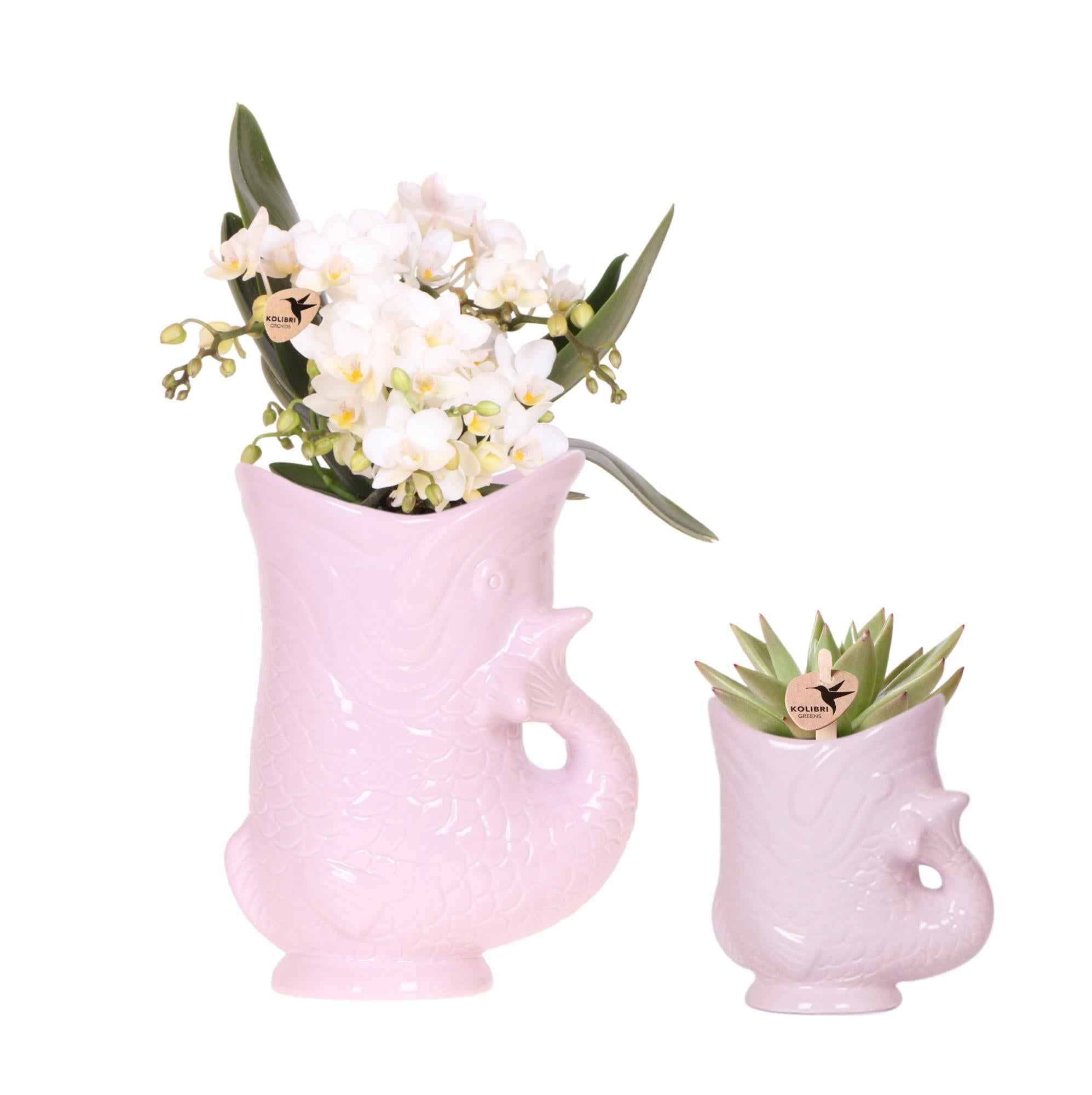 Image of Set mit weißer Orchidee Nazaré und Sukkulente im rosa Fisch – Dekotopf – Topfgröße Ø9cm & Ø6cm – Blühende Zimmerpflanze – Frisch vom Züchter-0