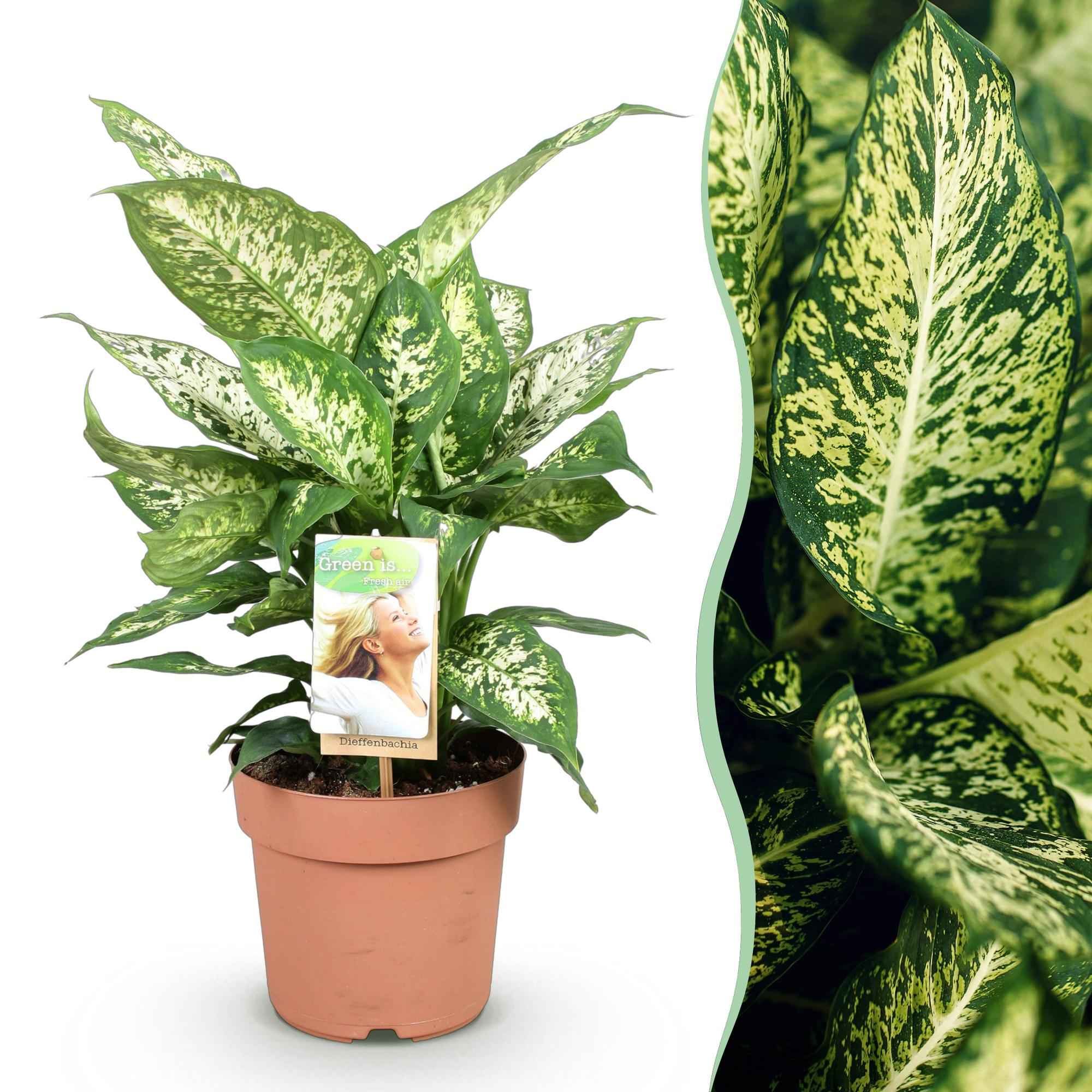 Image of Dieffenbachia Compacta – Buntlaubige Zimmerpflanze – 17cm – Höhe 45-50cm – Pflegeleichte dekorative Blattpflanze für Wohn – und Arbeitsräume-1
