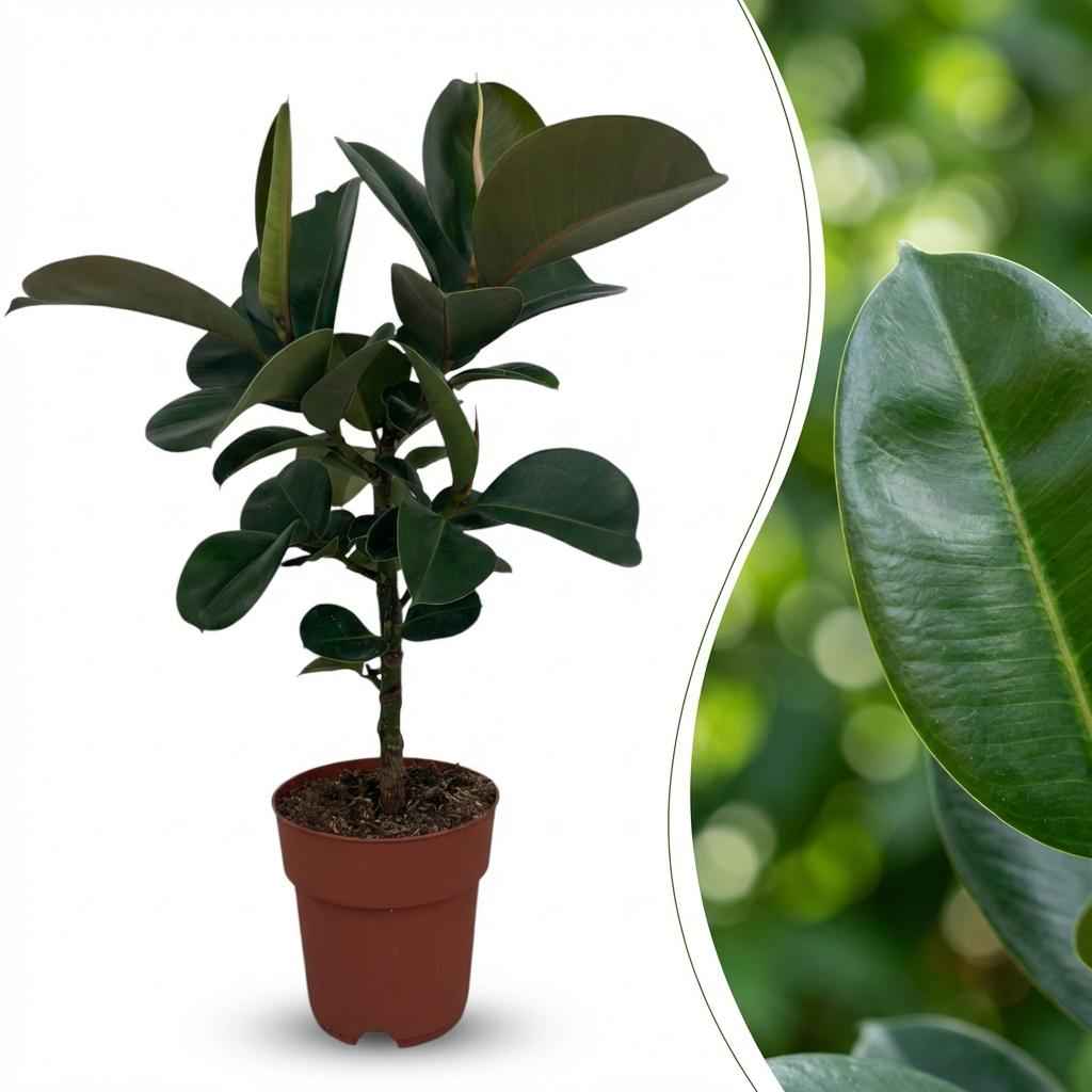 Image of Ficus elastica Cloe Gummibaum 65cm 19cm Zimmerpflanze pflegeleicht große glänzende Blätter für Wohnzimmer Büro Schlafzimmer tropische Grünpflanze-1