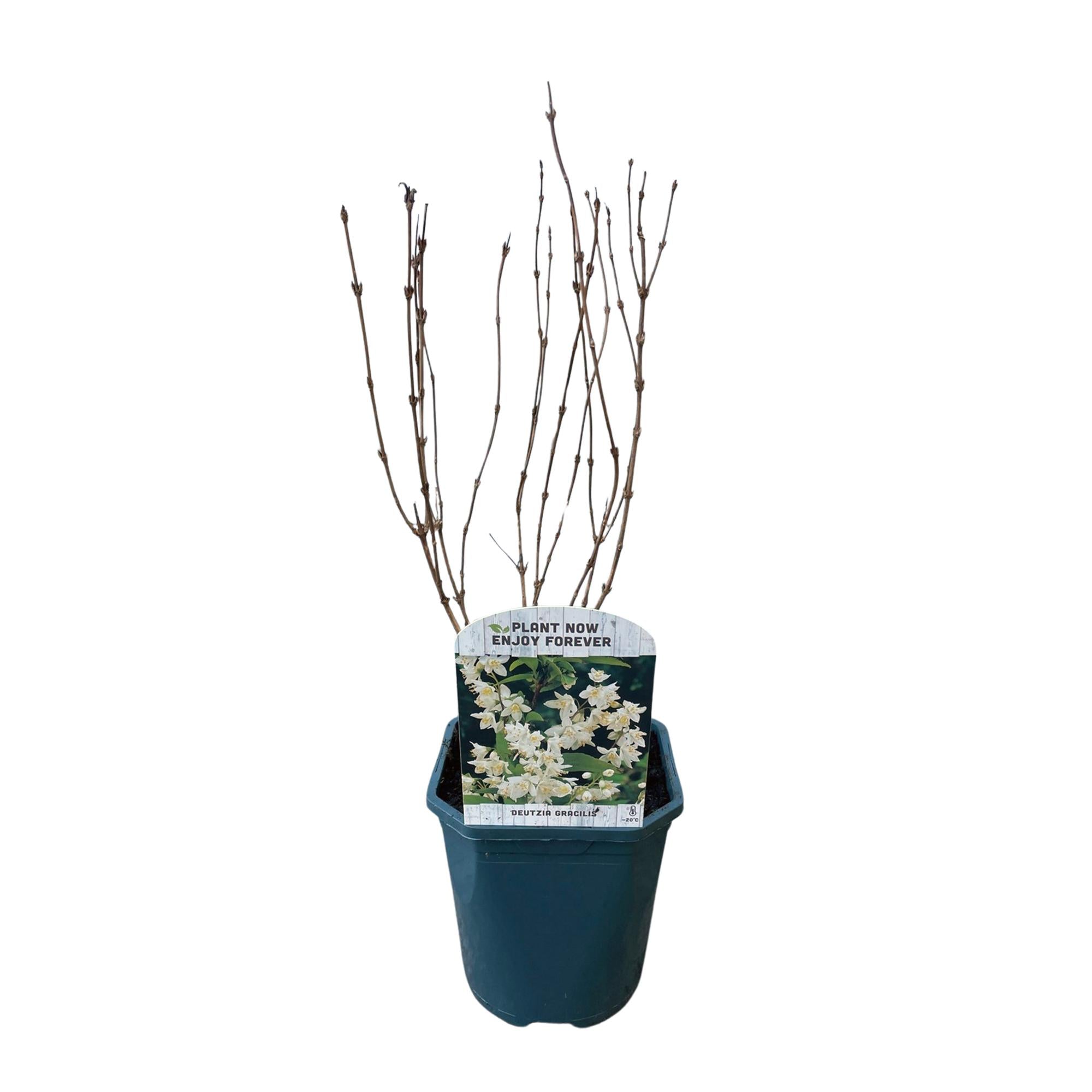 Image of Deutzia Gracilis – Zierlicher Strauch – Blüte Weiß – Bienen – & Schmetterlingsfreundlich – 17cm x H45cm – pflegeleicht-3