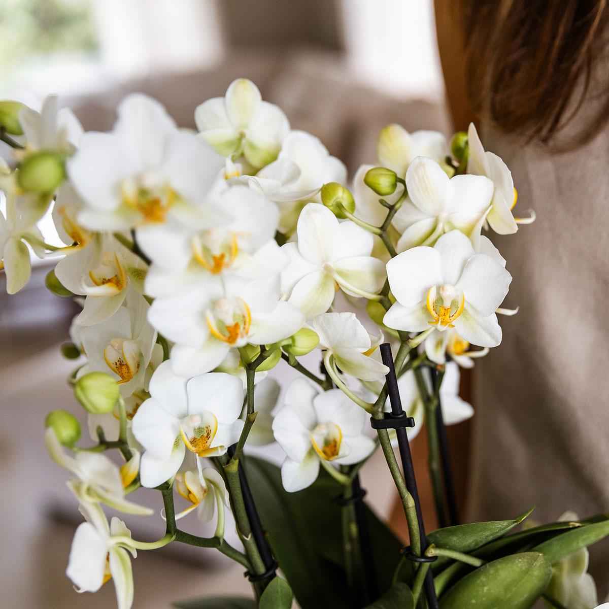 Image of Phalaenopsis Orchidee Lausanne – Weiß – Ø12cm – 2-3 Zweige – Elegante Zimmerpflanze mit vielen Blüten – Für Wohnzimmer, Büro & Bad-1