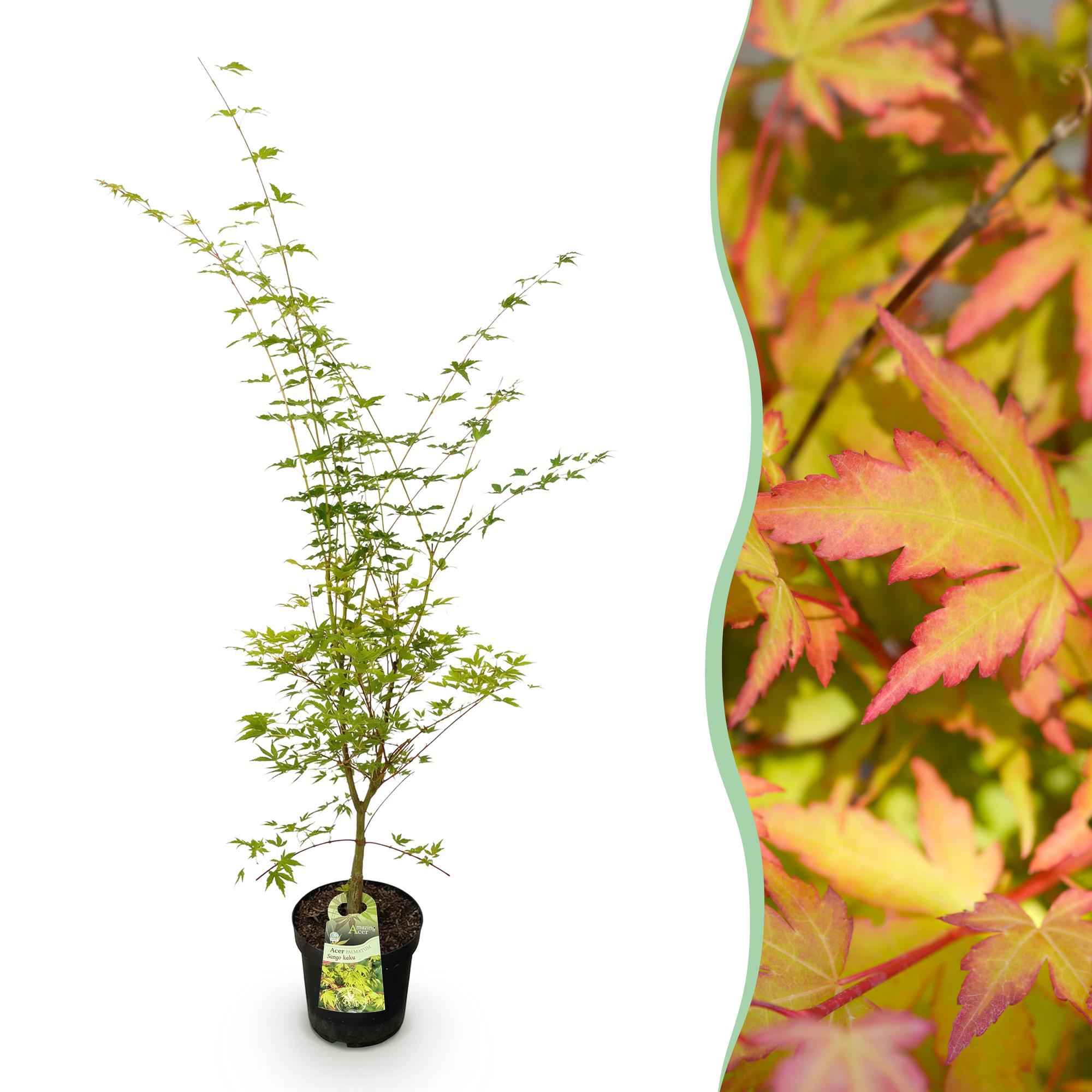 Image of Japanischer Ahorn Acer palmatum Sangokaku, laubabwerfende Gartenpflanze in Grün mit orange roter Herbstfärbung, Zierahorn für Garten und Kübel,-1