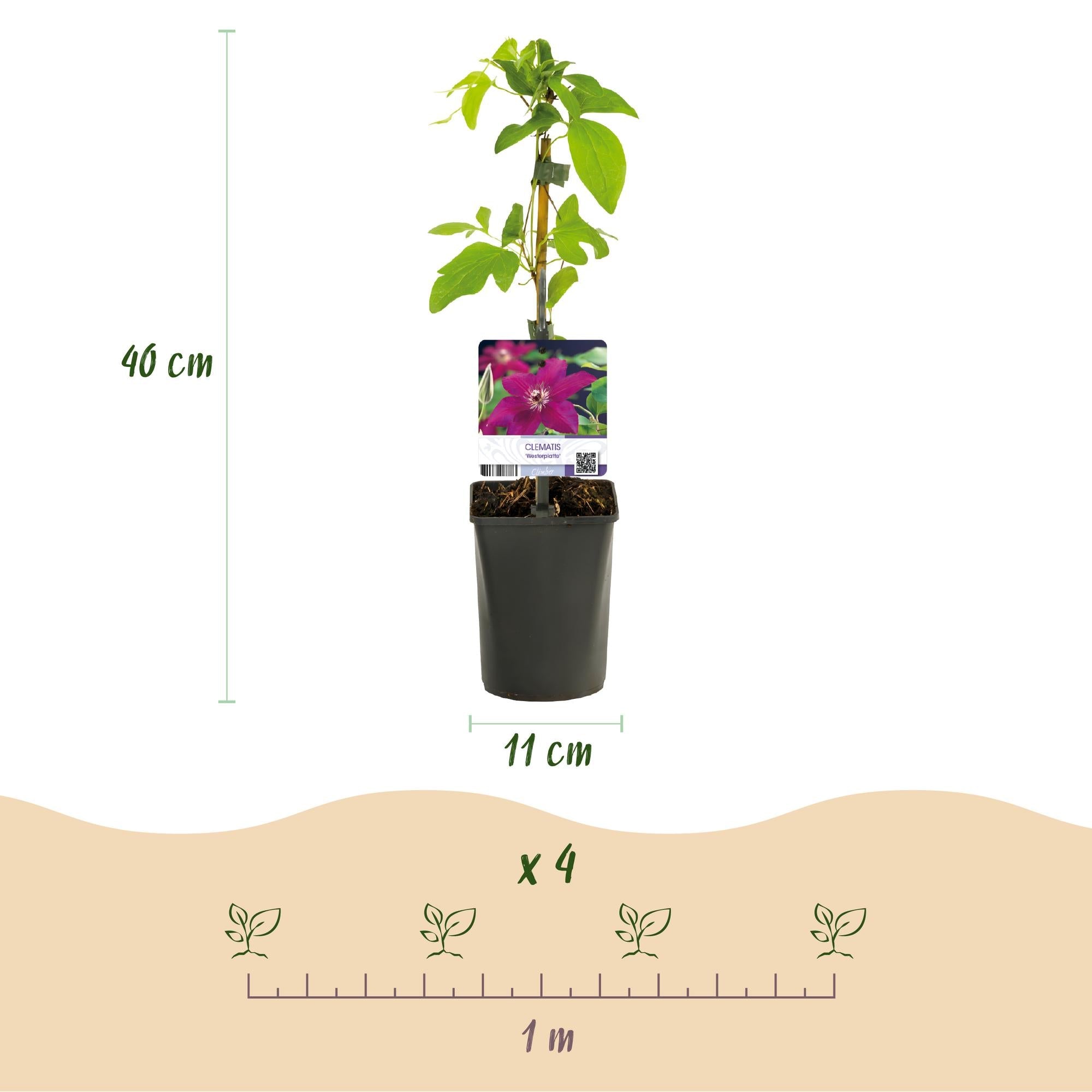 Image of Kletterpflanze Clematis Westerplatte – Tiefviolette Blüten mit weißem Rand – 2 Pflanzen – 11cm x H40cm – pflegeleicht-3
