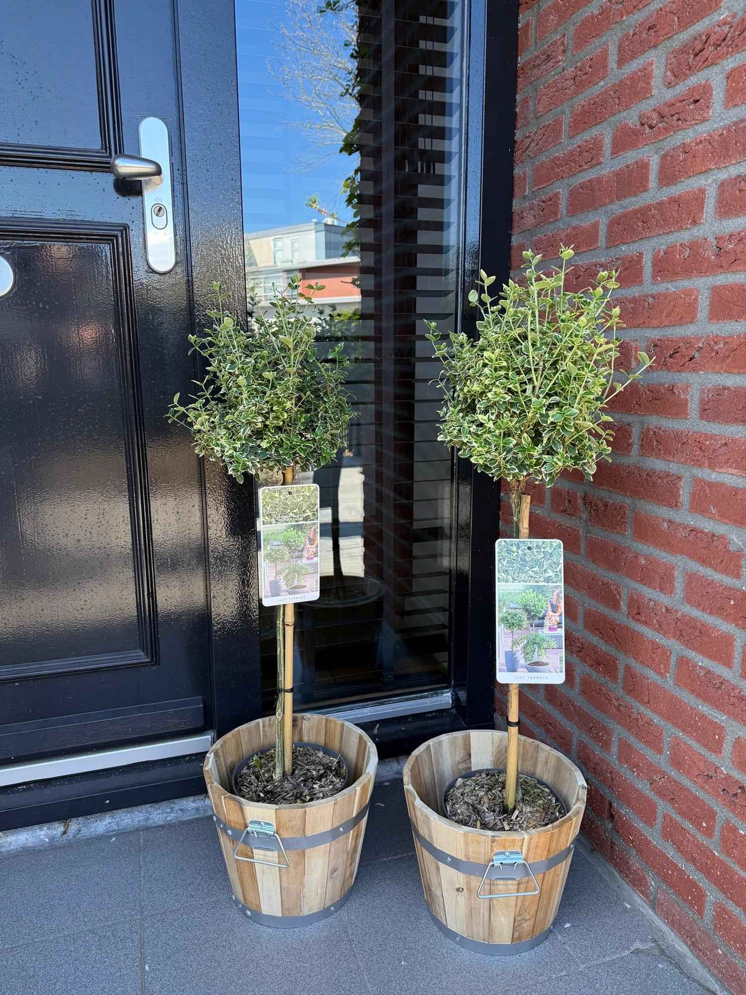 Image of Euonymus fortunei ‘Emerald Gaiety’ – Stamm – Pflanze – Immergrün & winterhart – für Terrasse, Balkon & Garten – pflegeleicht – Ø19cm – Höhe ca. 90cm-4