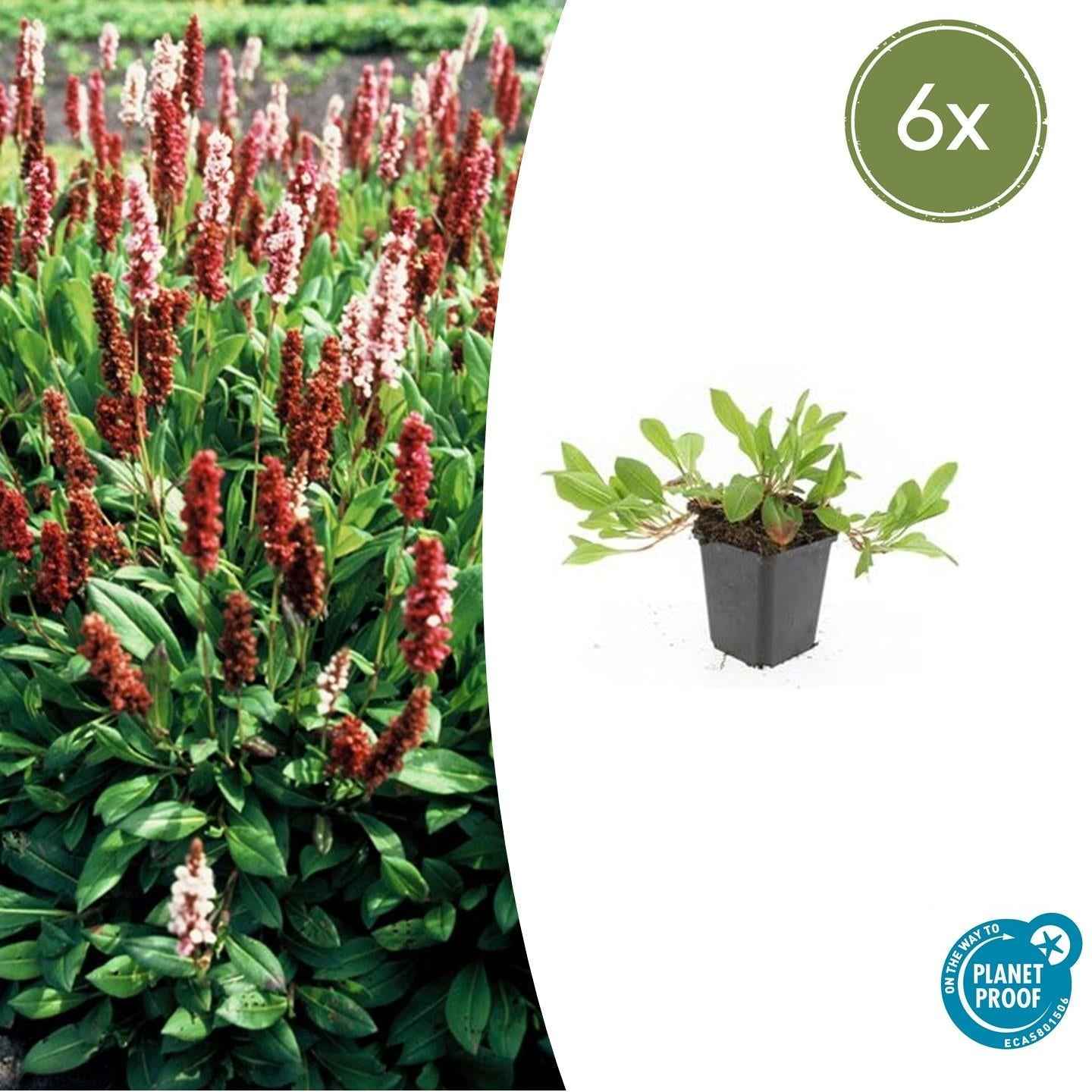 Image of Schneckenknöterich Persicaria aff. 'Darjeeling Red' – ↕10-25cm – Ø9cm – 6 Pflanzen – Rotes Laub – Sonne & Halbschatten – Pflegeleichte Staude
