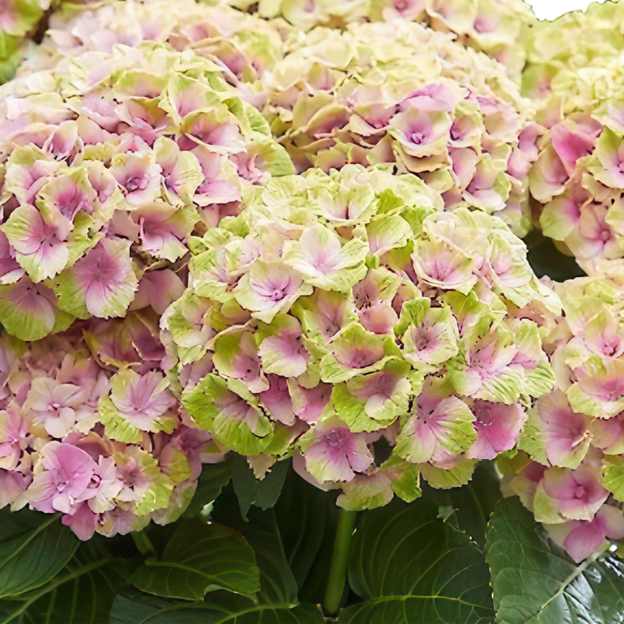 Image of Hortensie Magical Jewel Pink – Hydrangea macrophylla – Rosa – Balkonpflanze – Im 23cm Topf – Ca. 55cm hoch – 6-10 Blüten – Reichblühend & Farbakzent-3
