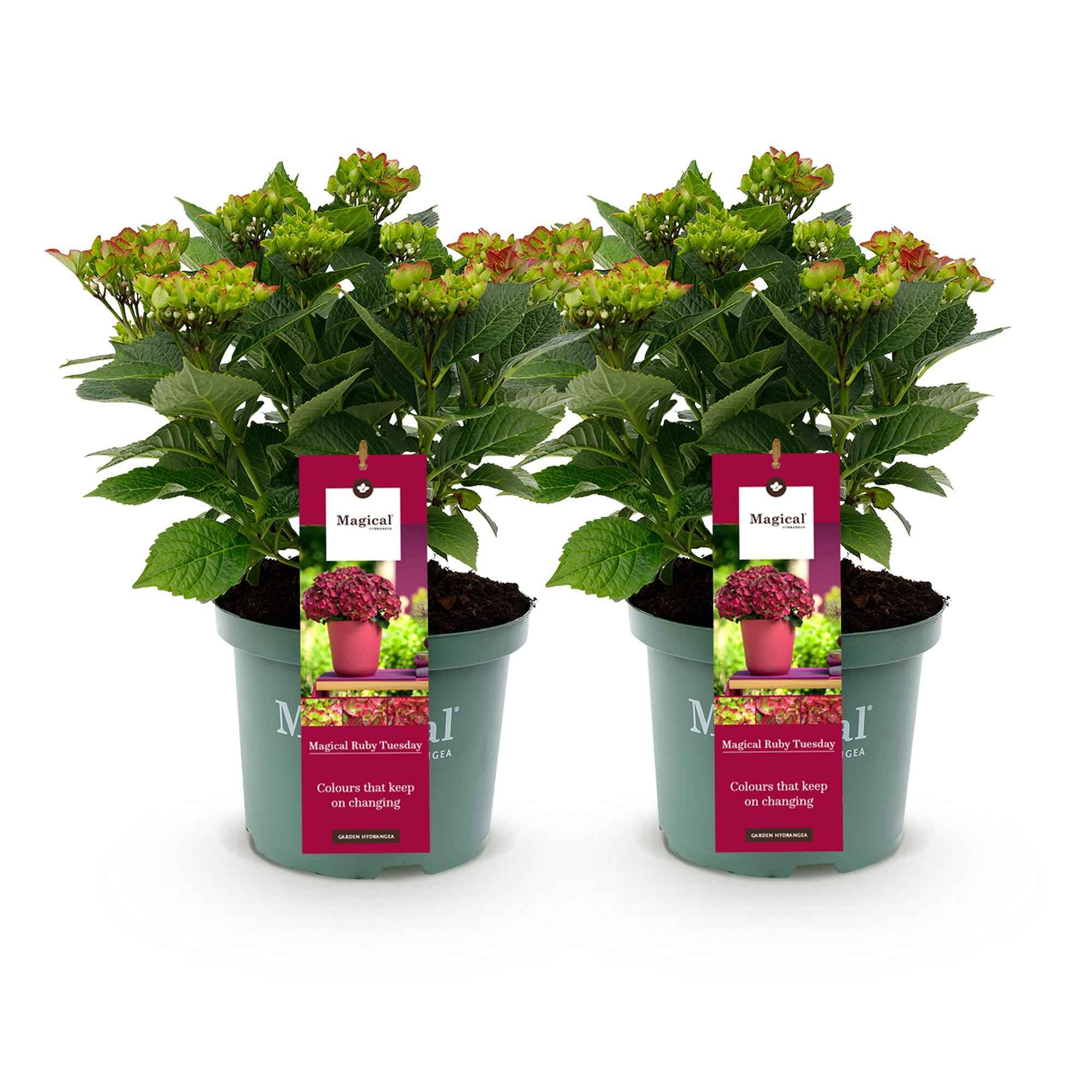 Image of Hydrangea macrophylla Ruby Tuesday & Sapphire – Gartenhortensie – 2 Pflanzen – 23cm – Höhe 55cm – Rot und Blau – Balkonpflanze – 6-10 Blüten-1