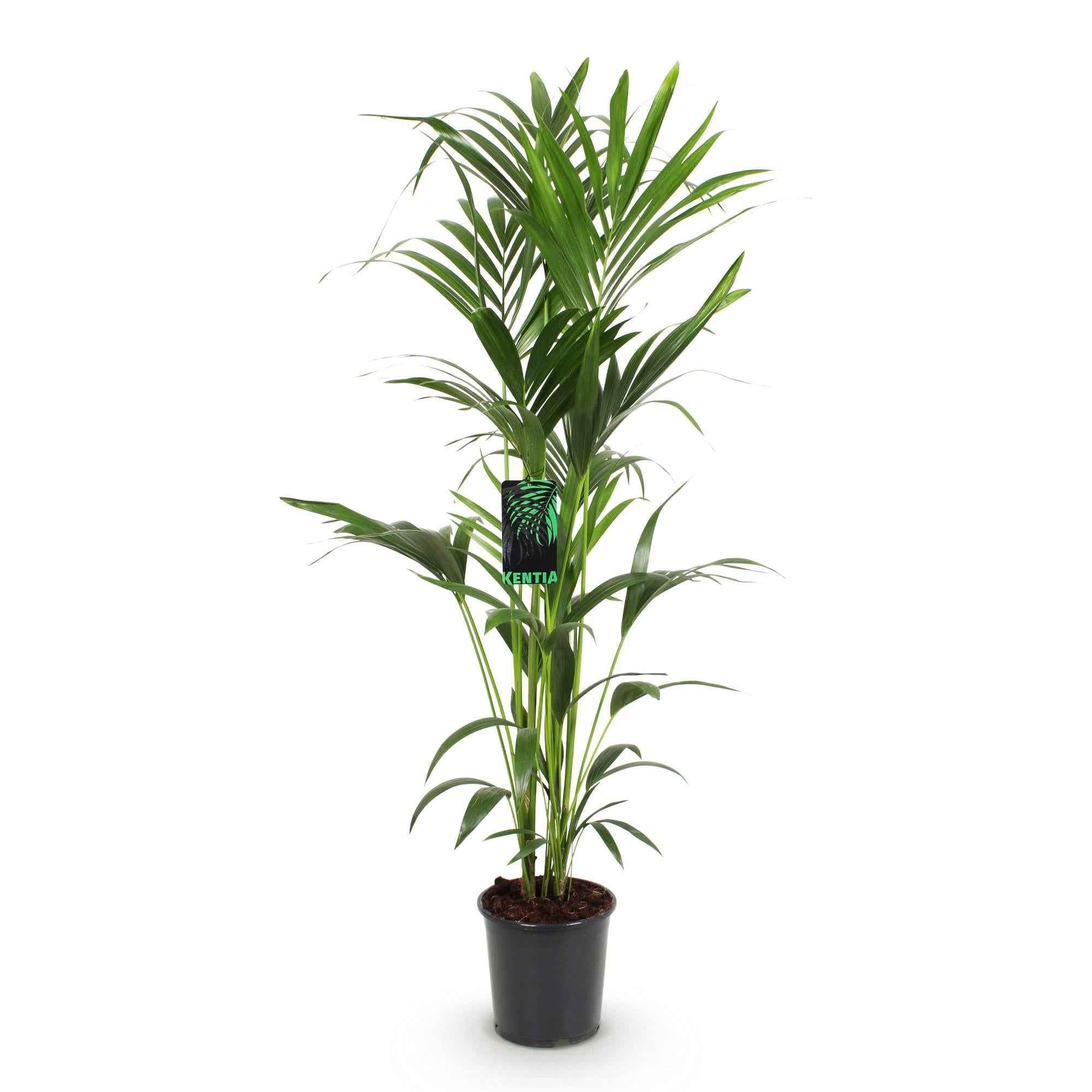 Image of Howea Forsteriana – Kentia – Palme – 140-150cm – Ø24cm – Pflegeleichte Zimmerpalme mit gefiederten Blättern – Tropische Grünpflanze für Innenräume